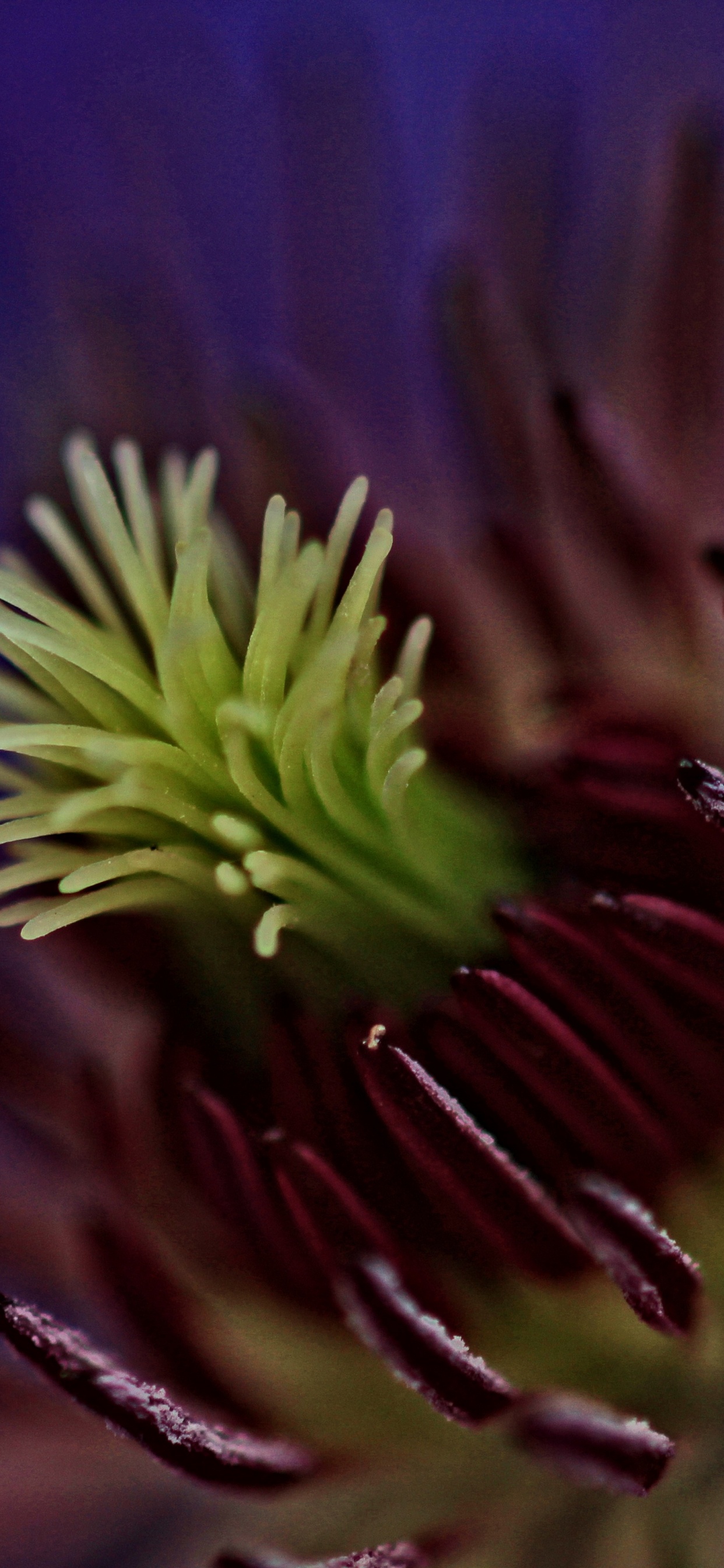 Lila Und Grüne Pflanze in Nahaufnahmen. Wallpaper in 1242x2688 Resolution