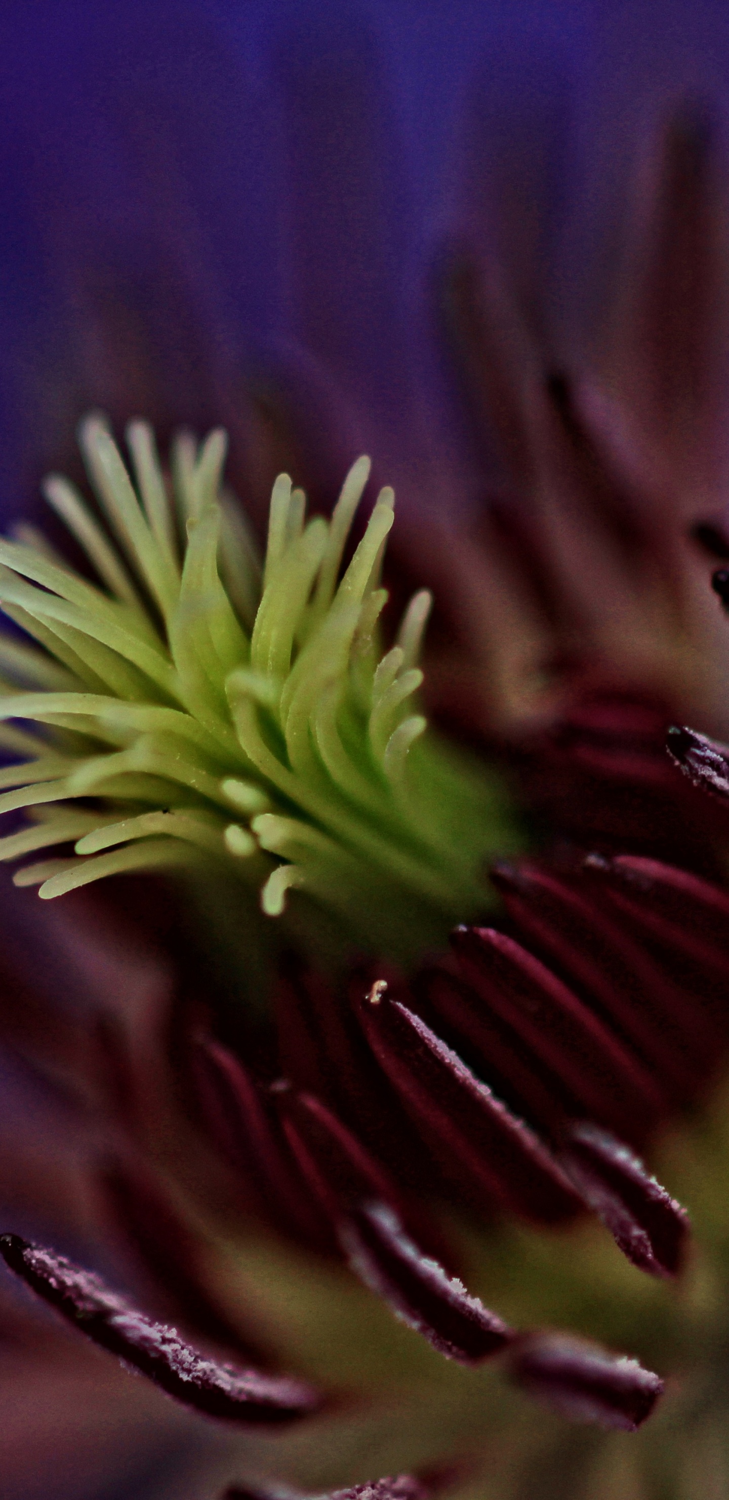 Plante Violette et Verte en Photographie Rapprochée. Wallpaper in 1440x2960 Resolution