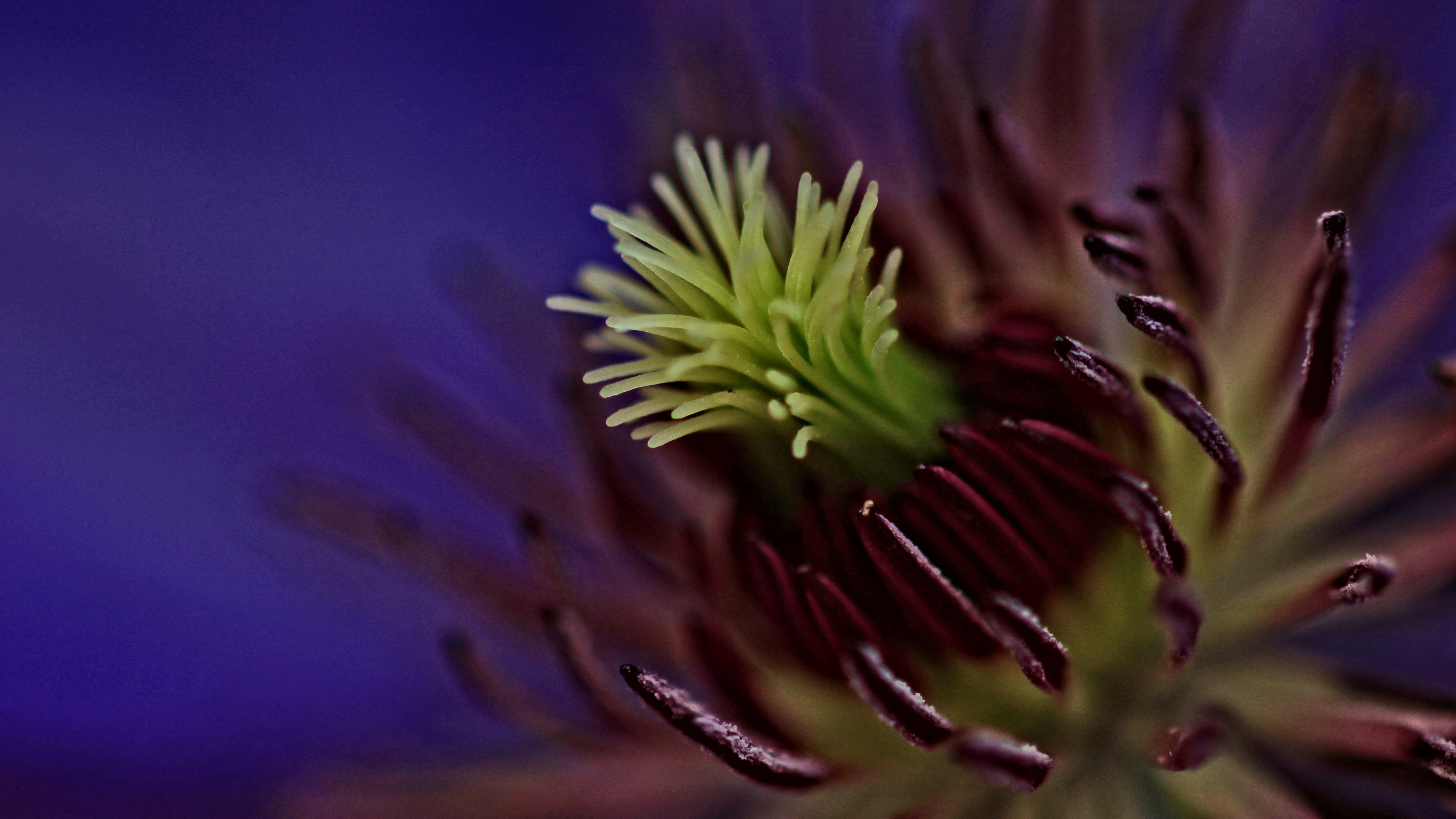 Plante Violette et Verte en Photographie Rapprochée. Wallpaper in 3840x2160 Resolution