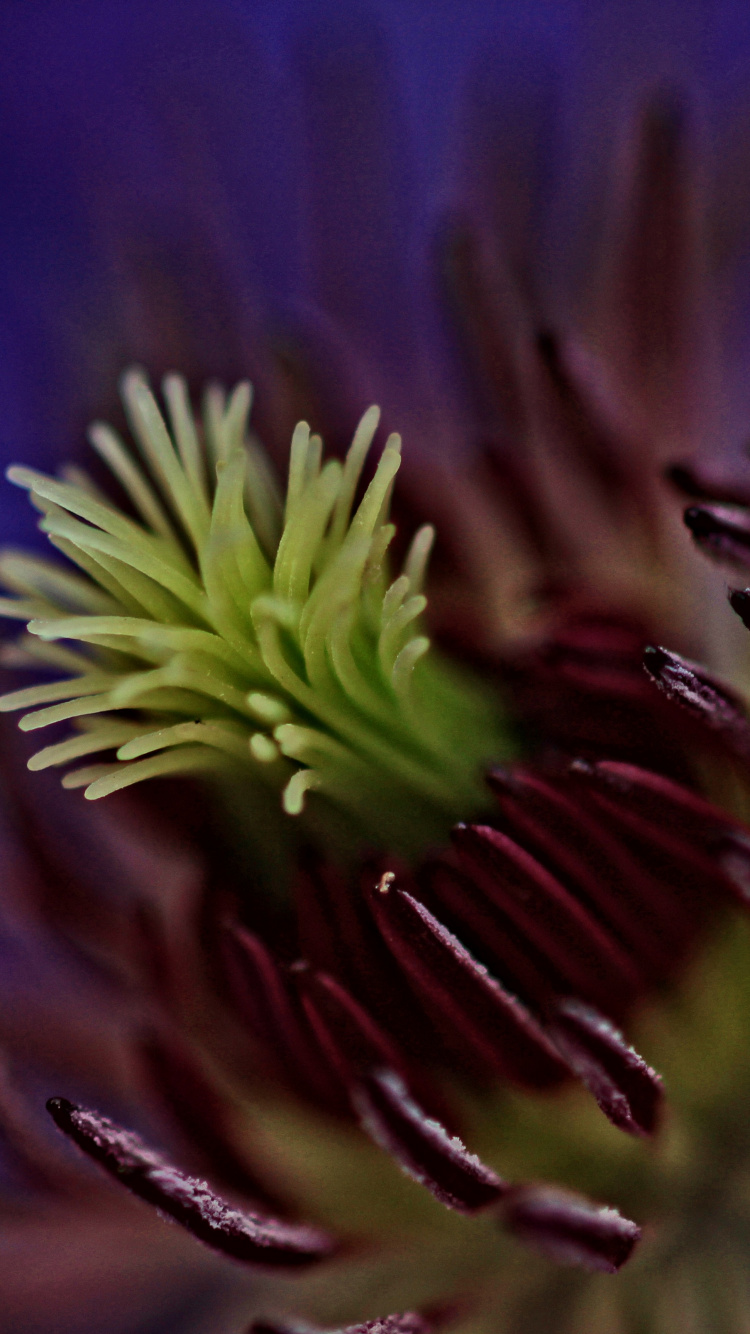 Plante Violette et Verte en Photographie Rapprochée. Wallpaper in 750x1334 Resolution