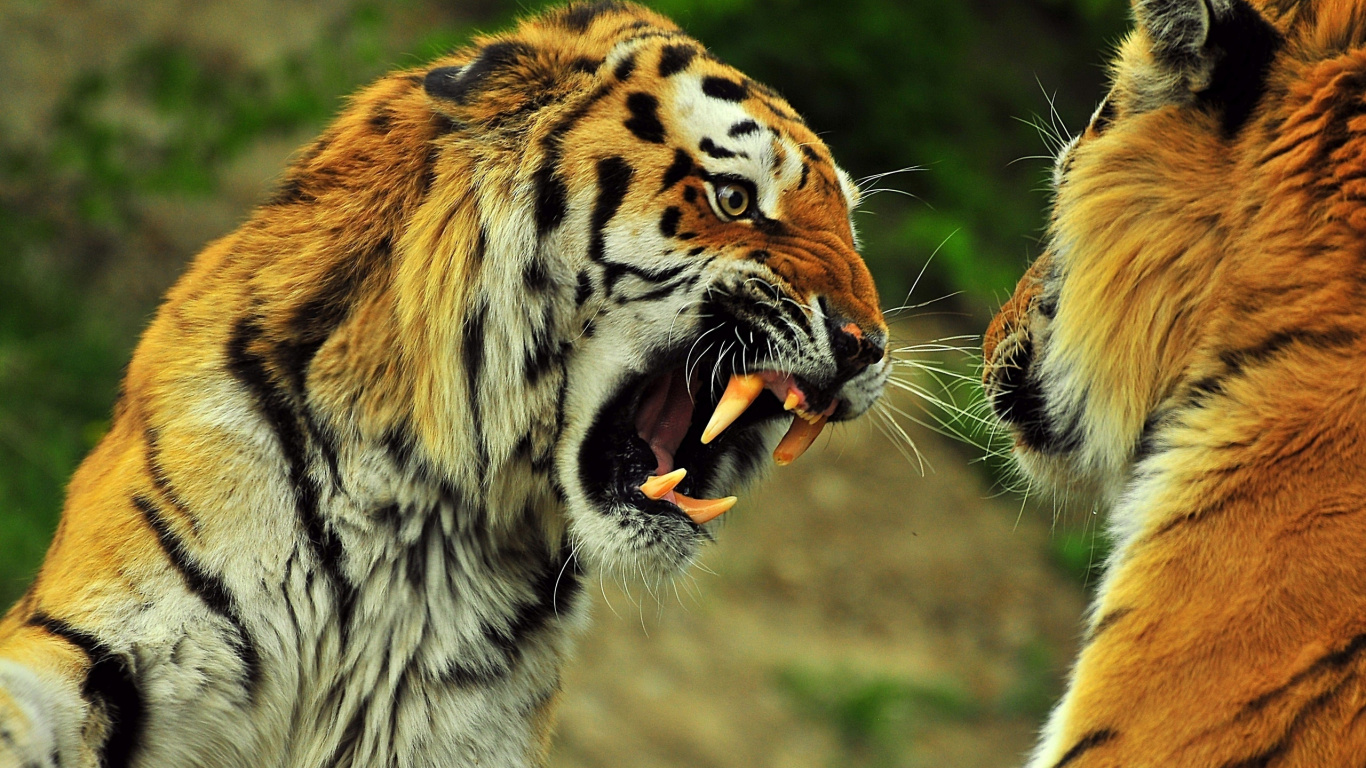 老虎, 野生动物, 陆地动物, 哺乳动物, 动植物 壁纸 1366x768 允许