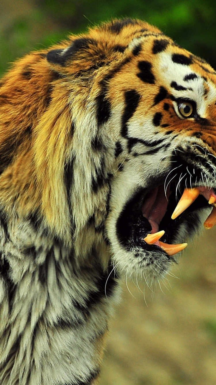 老虎, 野生动物, 陆地动物, 哺乳动物, 动植物 壁纸 750x1334 允许