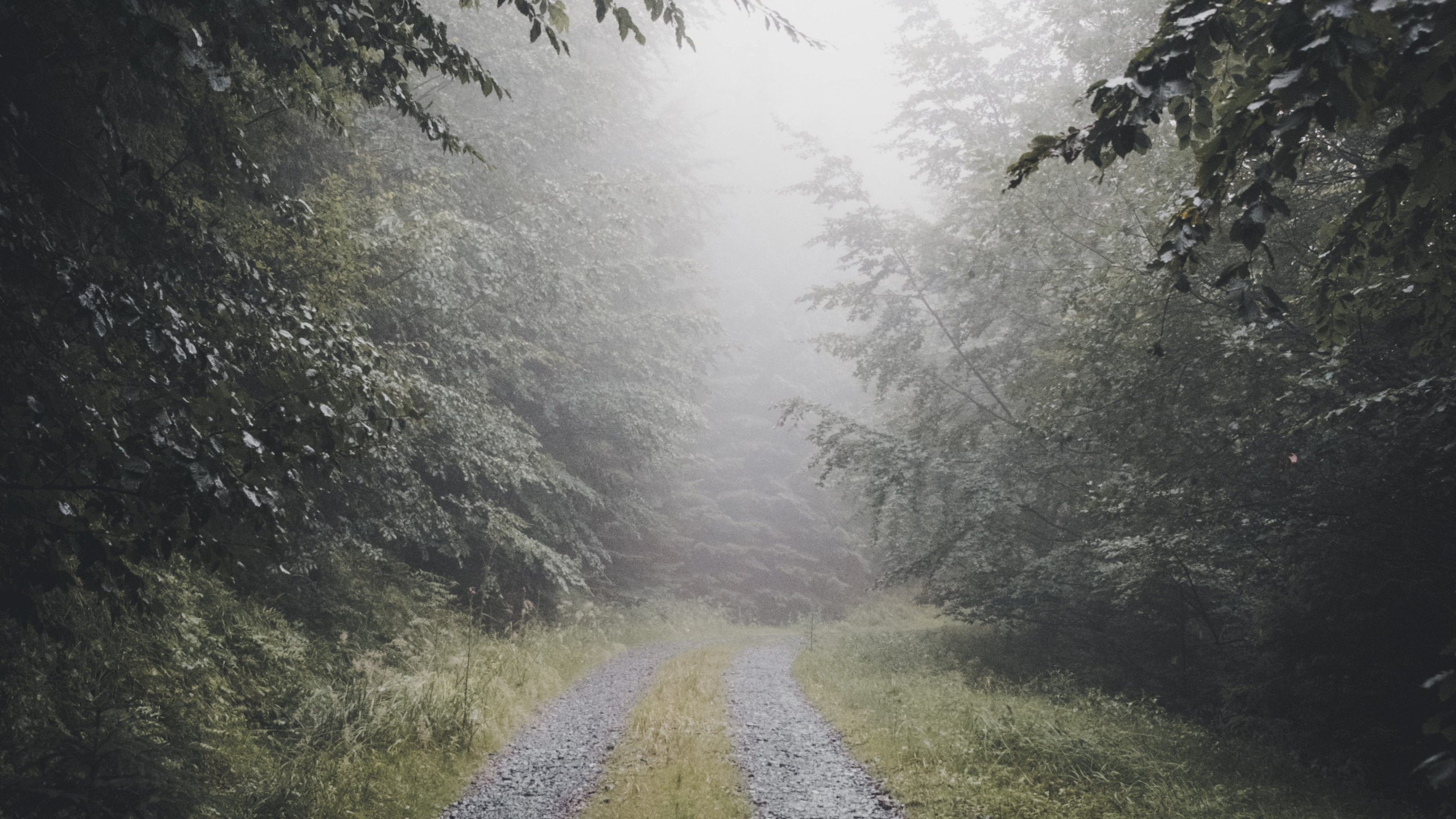 Brouillard, Nature, Environnement Naturel, Paysage Naturel, Feuille. Wallpaper in 2560x1440 Resolution