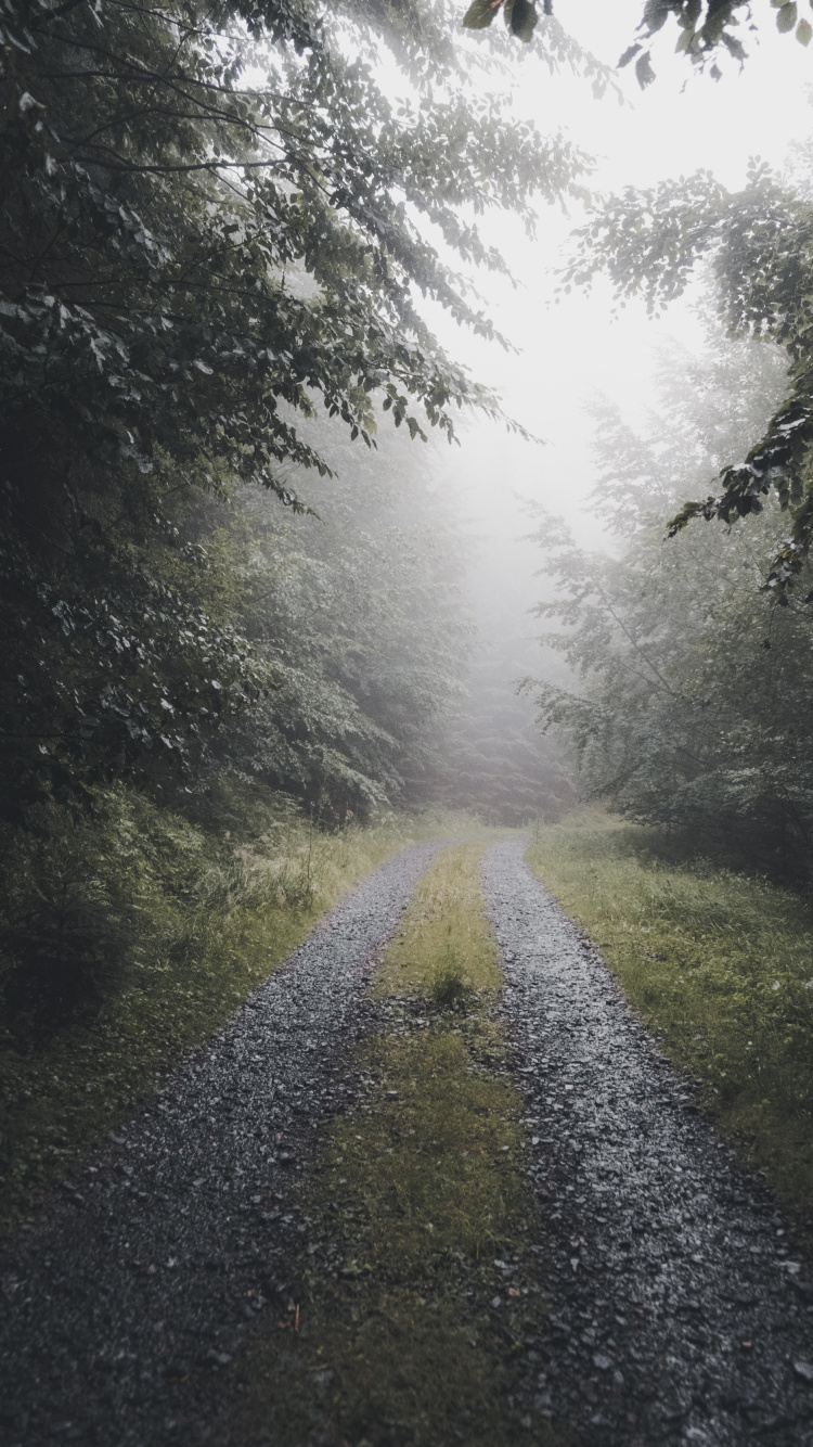 Brouillard, Nature, Environnement Naturel, Paysage Naturel, Feuille. Wallpaper in 750x1334 Resolution