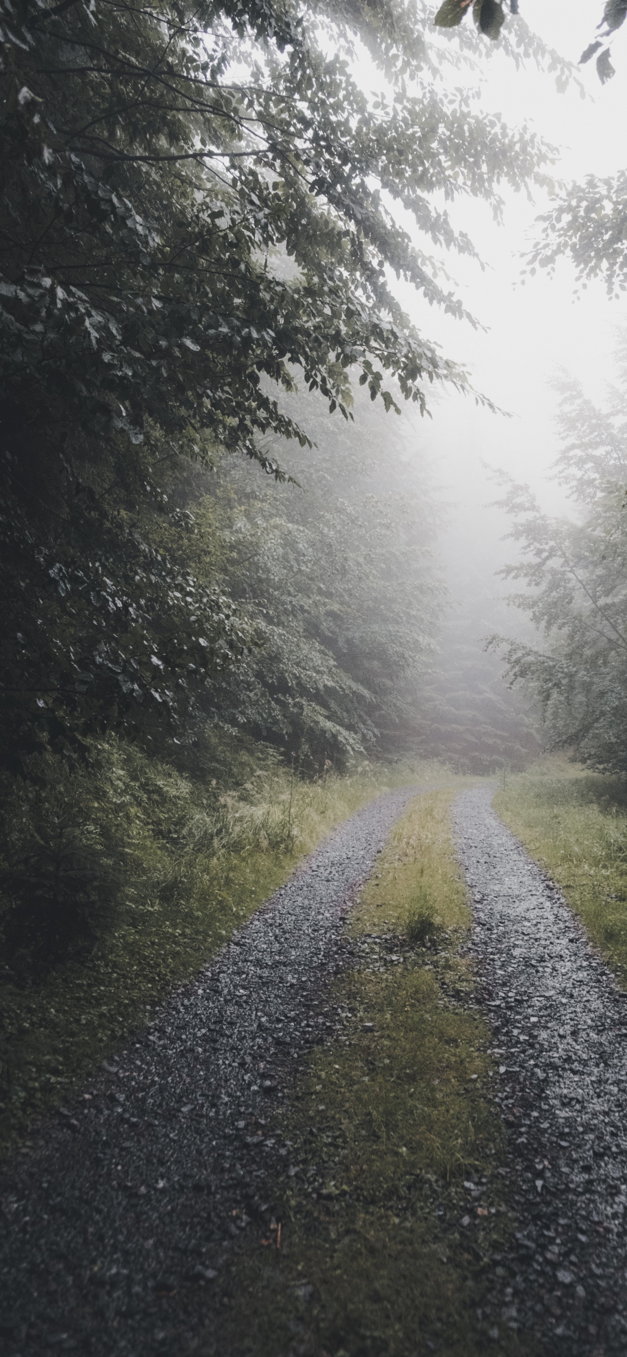 Fog, Nature, Natural Environment, Natural Landscape, Sunlight. Wallpaper in 1242x2688 Resolution