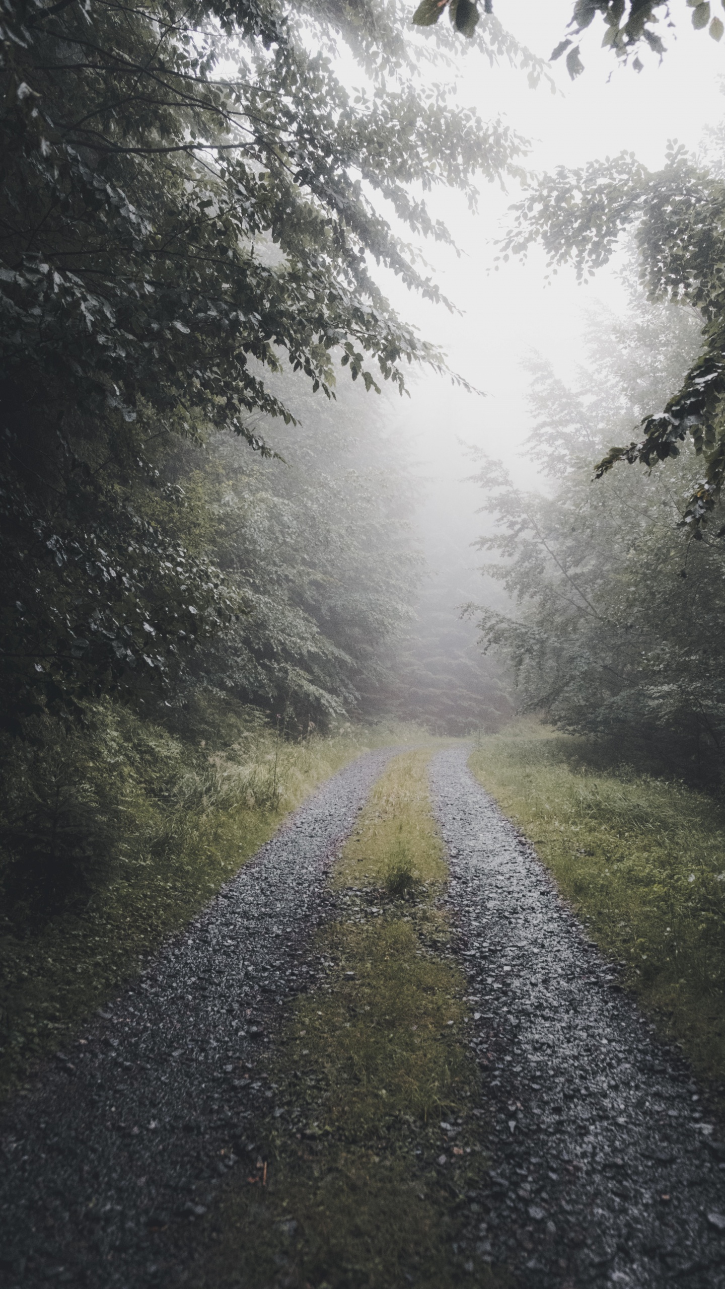 Nebel, Natur, Natürlichen Umgebung, Naturlandschaft, Sonnenlicht. Wallpaper in 1440x2560 Resolution