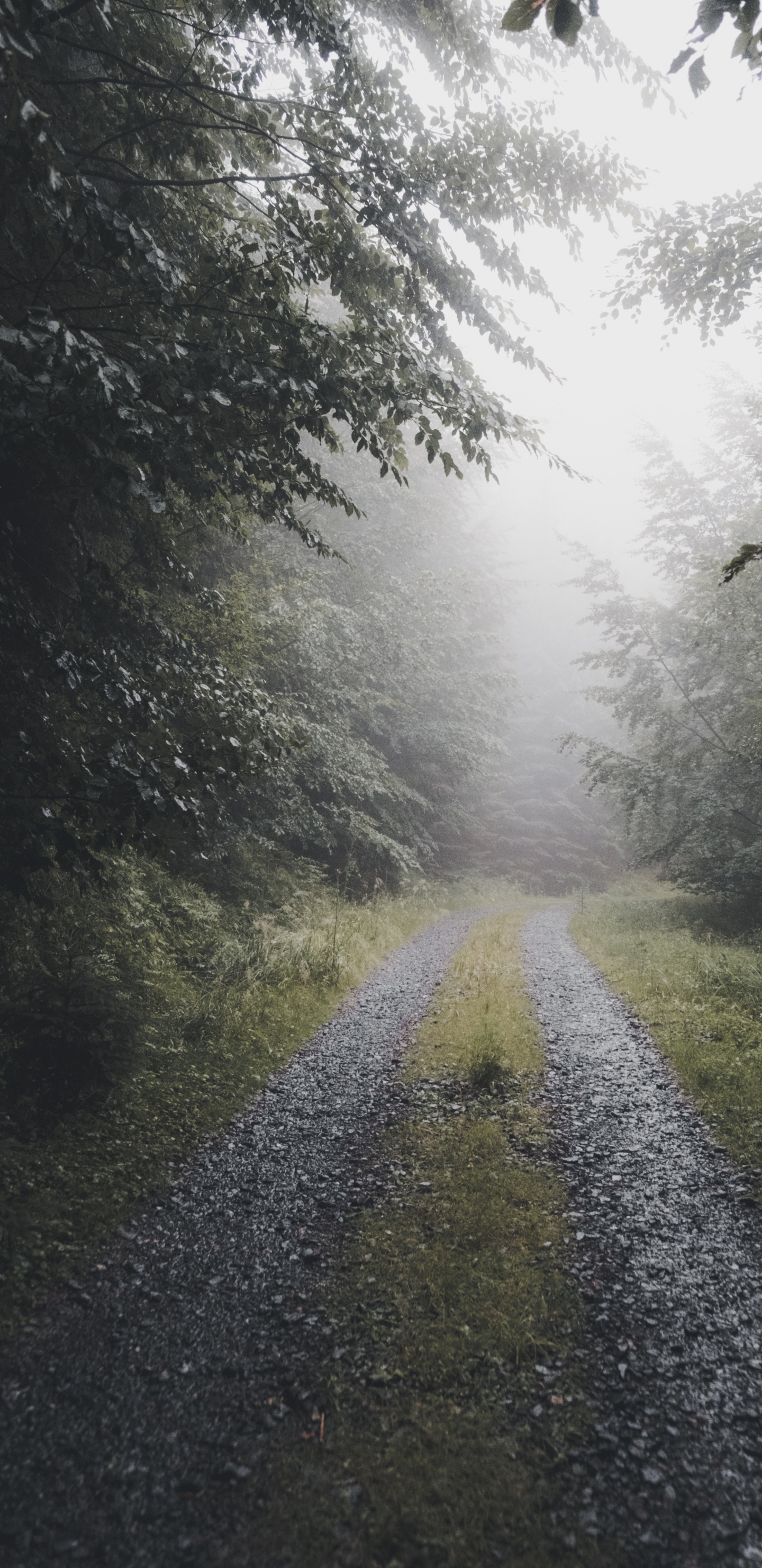 Nebel, Natur, Natürlichen Umgebung, Naturlandschaft, Sonnenlicht. Wallpaper in 1440x2960 Resolution