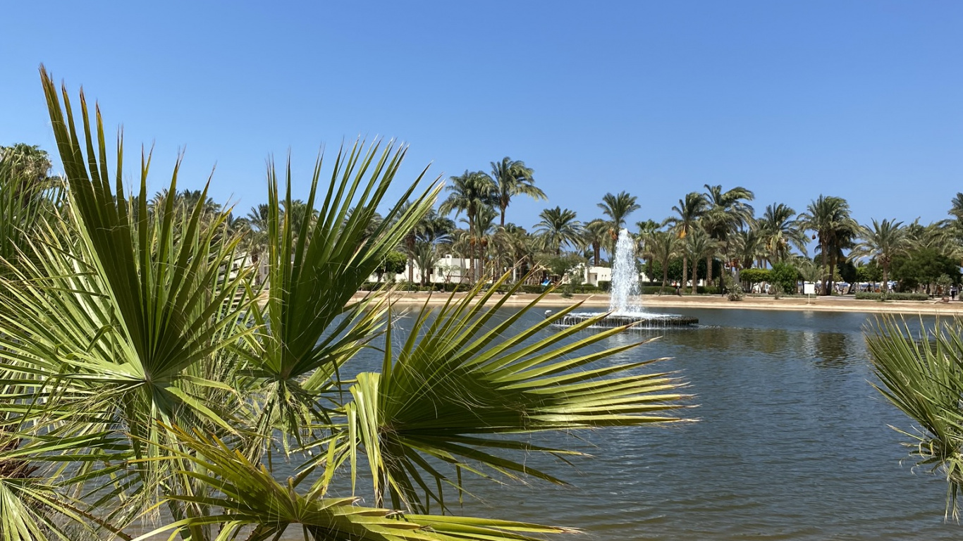 Vegetation, Water, Date Palm, Plant Community, Landscape. Wallpaper in 1366x768 Resolution