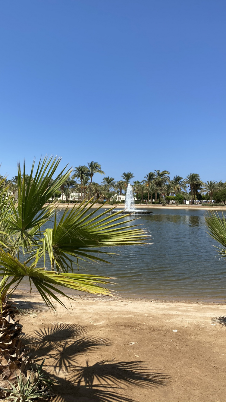 Vegetation, Water, Date Palm, Plant Community, Landscape. Wallpaper in 750x1334 Resolution