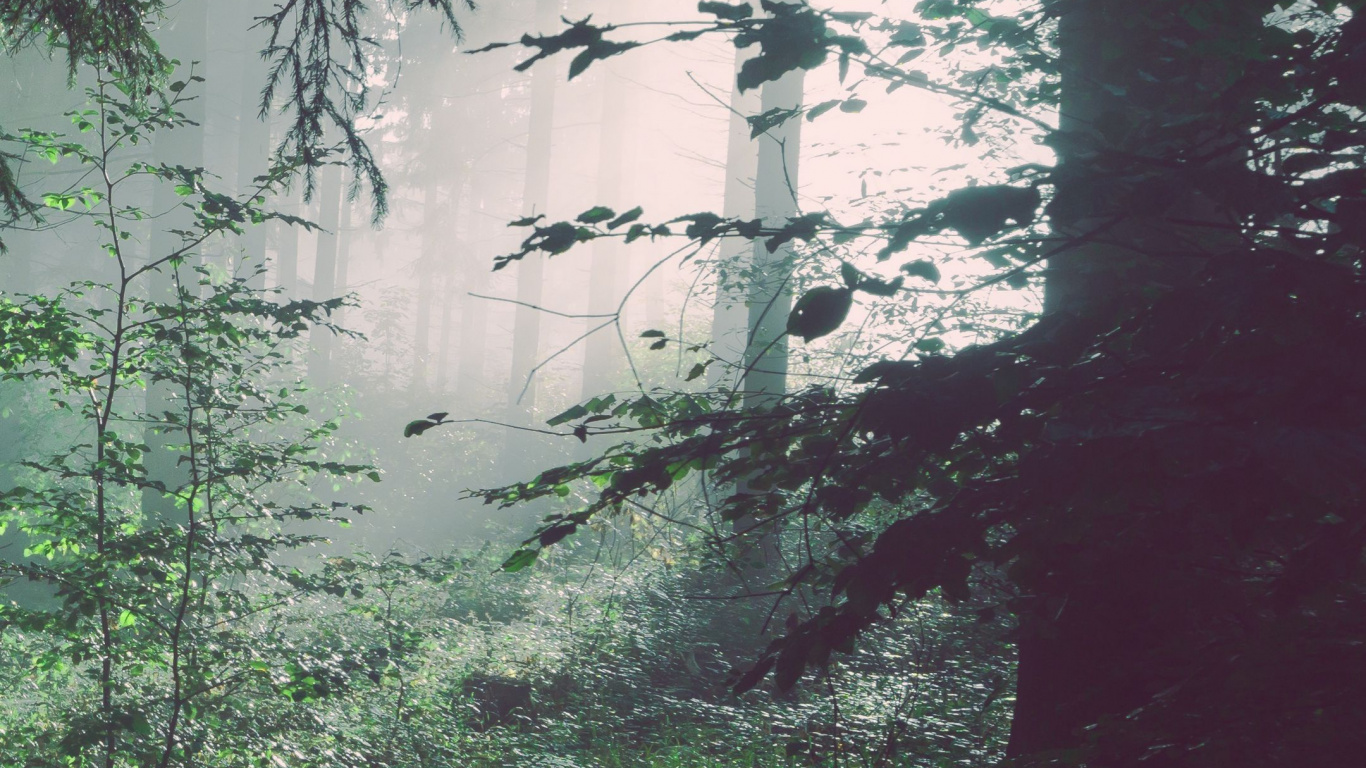 Forest, Tree, Water, Pine, Wood. Wallpaper in 1366x768 Resolution