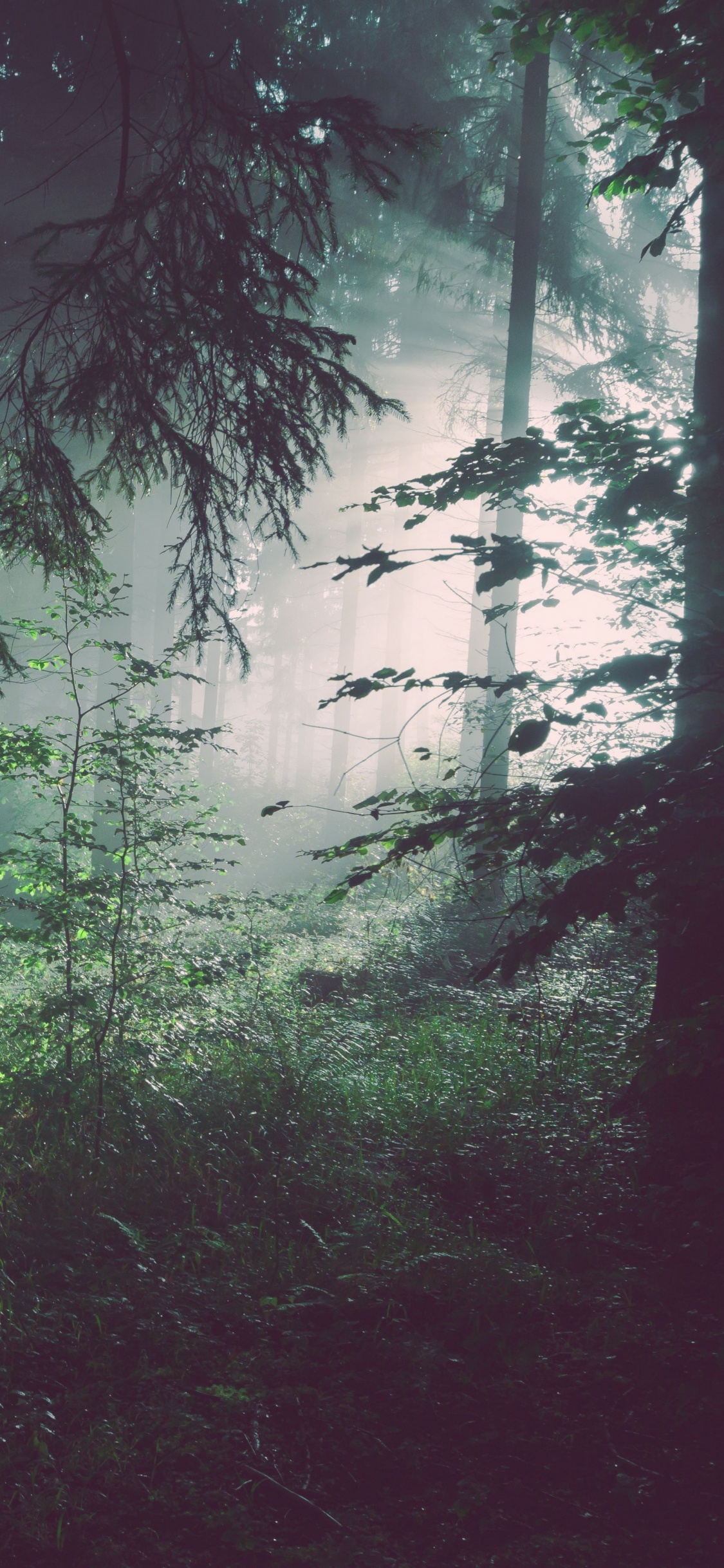 Wald, Baum, Wasser, Holz, Boden. Wallpaper in 1125x2436 Resolution