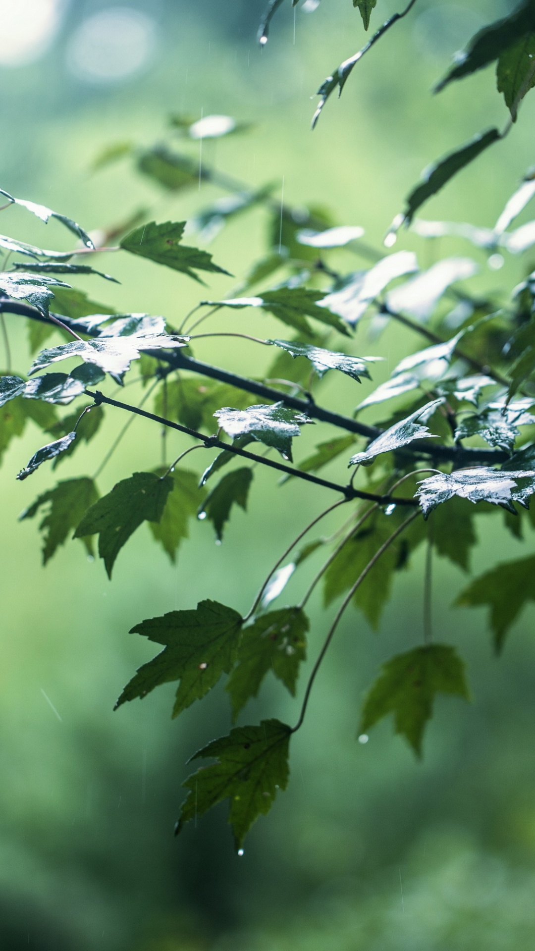 Leaf, Rain, Branch, Twig, Terrestrial Plant. Wallpaper in 1080x1920 Resolution