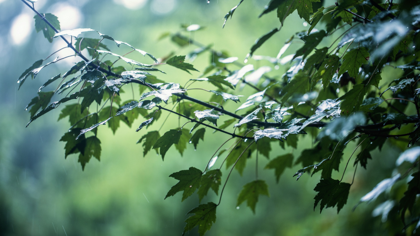 Leaf, Rain, Branch, Twig, Terrestrial Plant. Wallpaper in 1366x768 Resolution