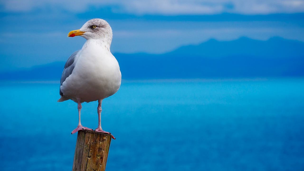 White Bird on Brown Wooden Post. Wallpaper in 1280x720 Resolution