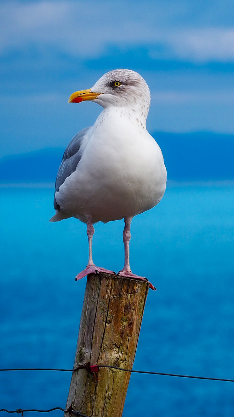 White Bird on Brown Wooden Post. Wallpaper in 750x1334 Resolution