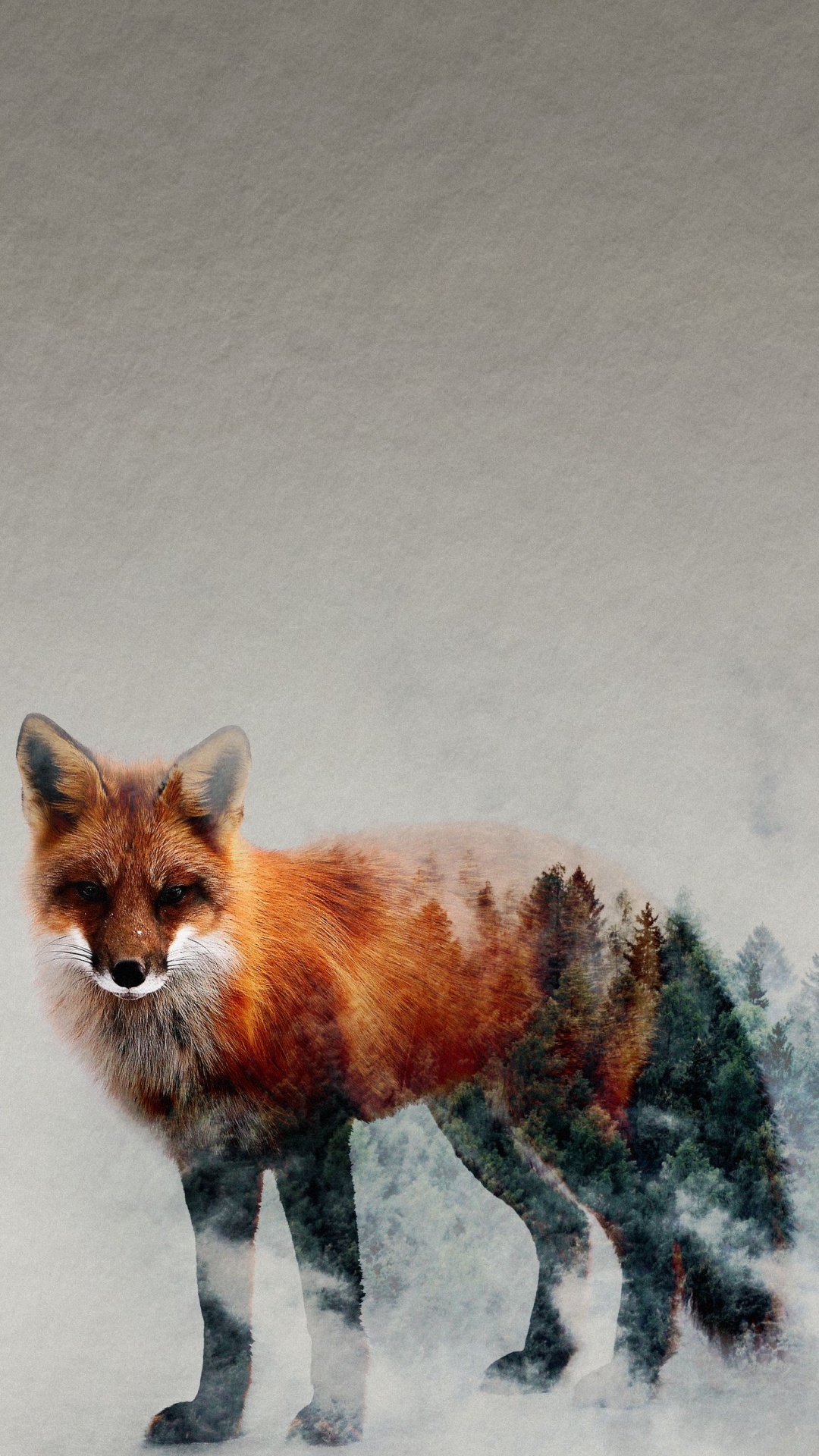 Red Fox, Fox, Great Dane, Carnivores, Race de Chien. Wallpaper in 1080x1920 Resolution