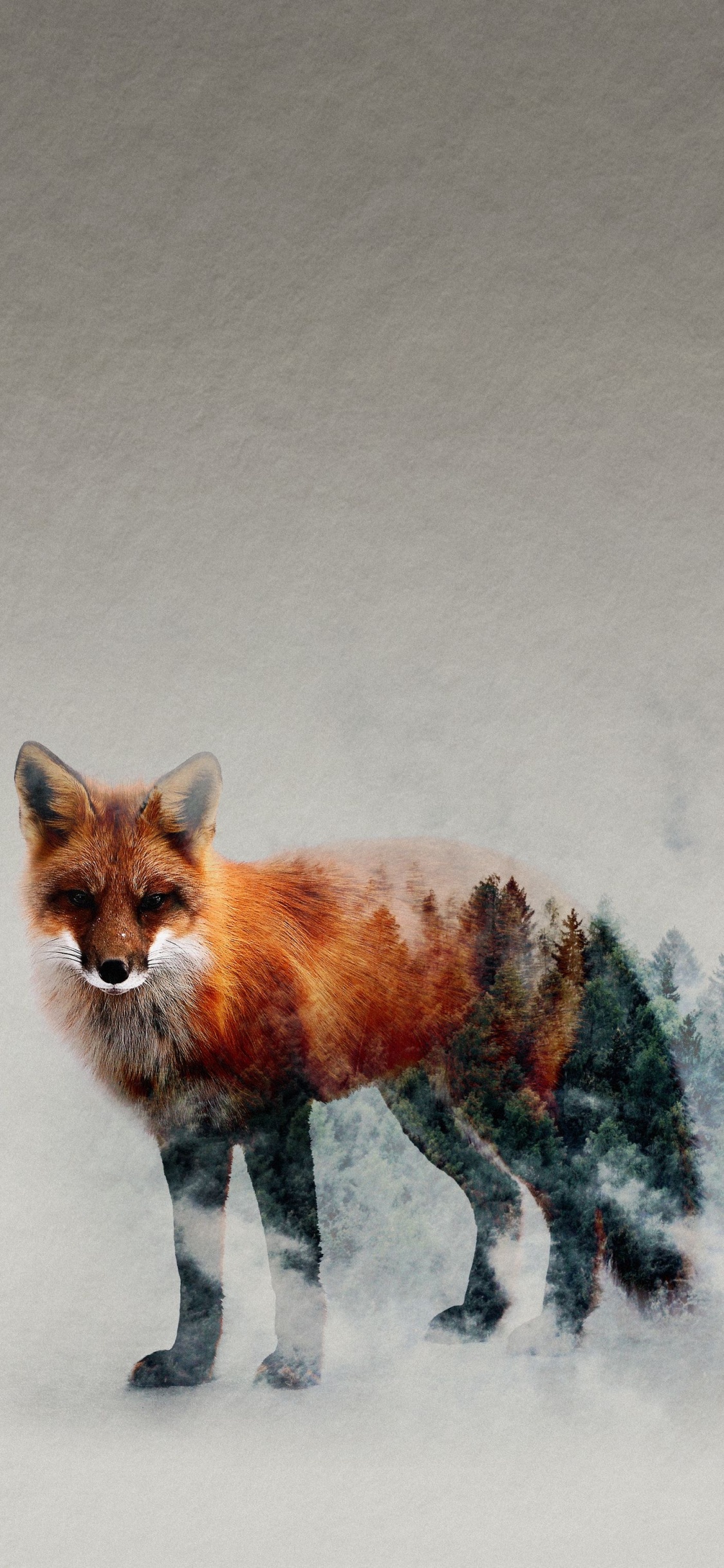 Red Fox, Fox, Great Dane, Carnivores, Race de Chien. Wallpaper in 1125x2436 Resolution