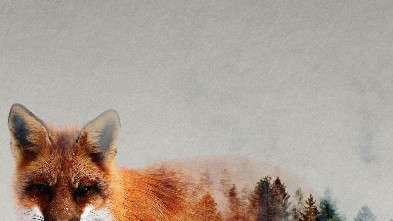 Red Fox, Fox, Great Dane, Carnivores, Race de Chien. Wallpaper in 1280x720 Resolution