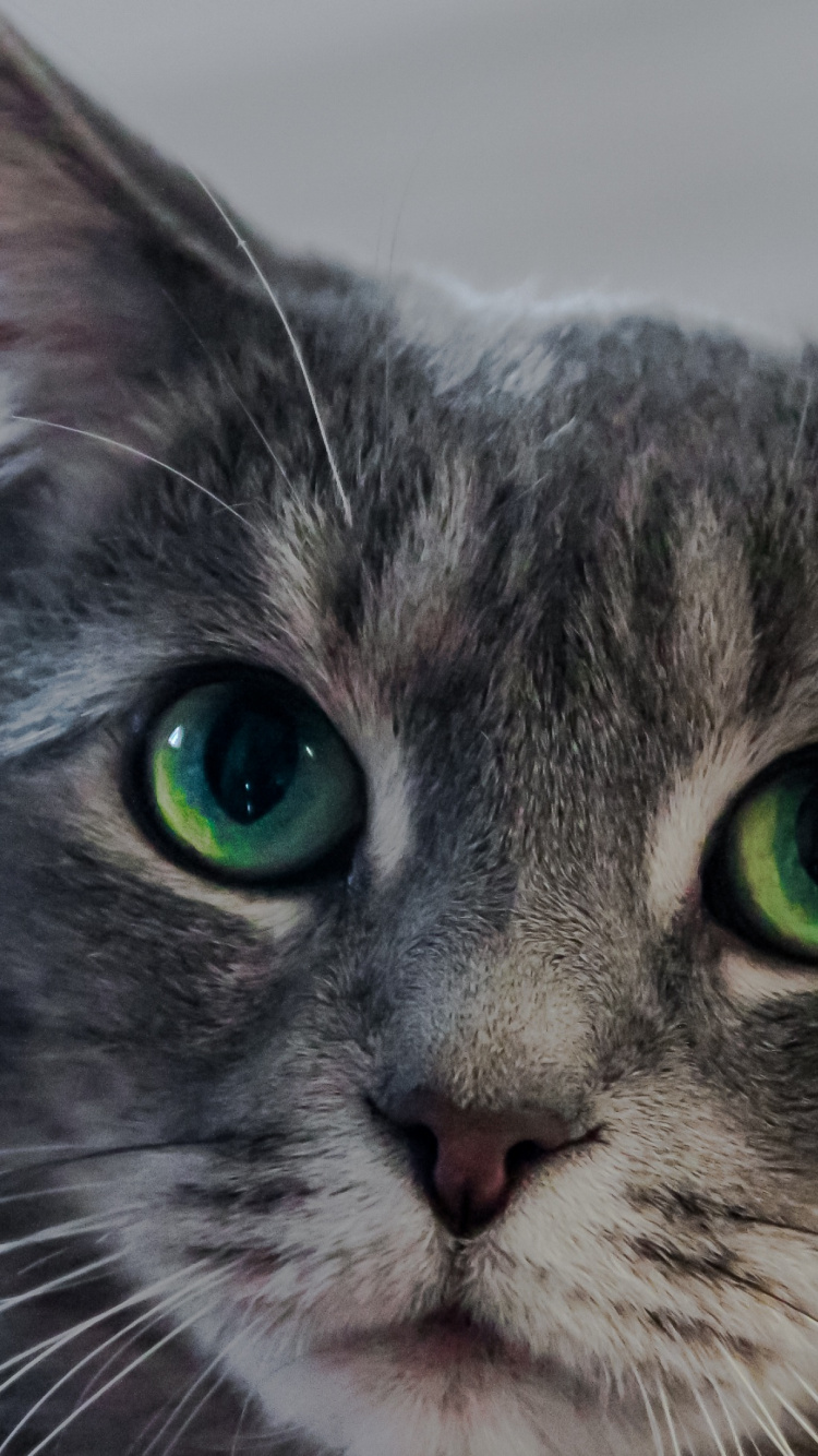 Graue Und Schwarze Gestromte Katze. Wallpaper in 750x1334 Resolution