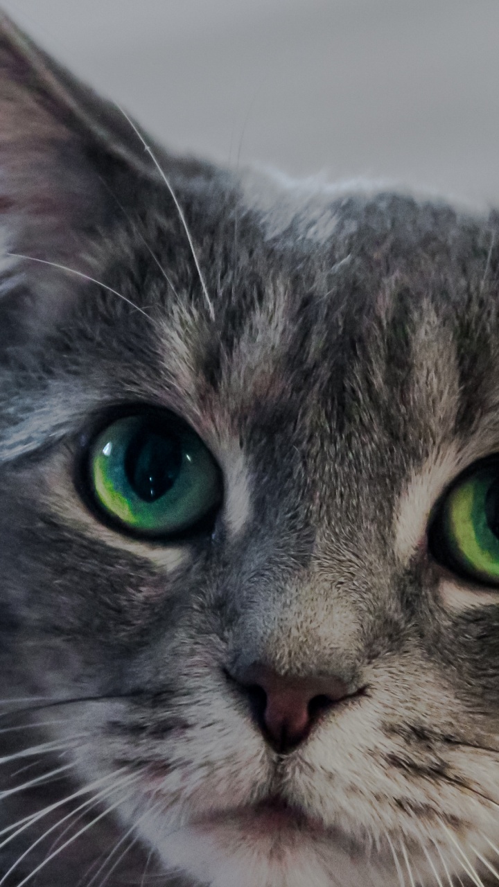 中小型猫, 美国wirehair, 动植物, 眼睛的颜色 壁纸 720x1280 允许