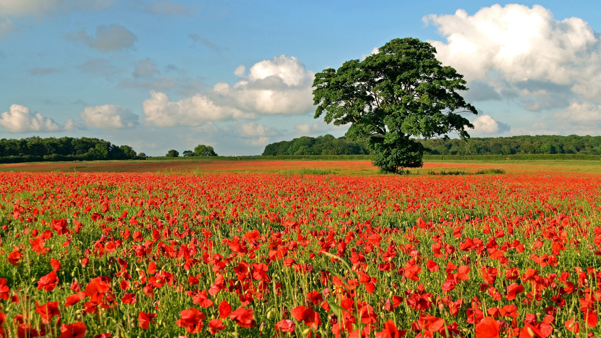 Rotes Tulpenfeld Unter Weißen Wolken Und Blauem Himmel Tagsüber. Wallpaper in 1920x1080 Resolution