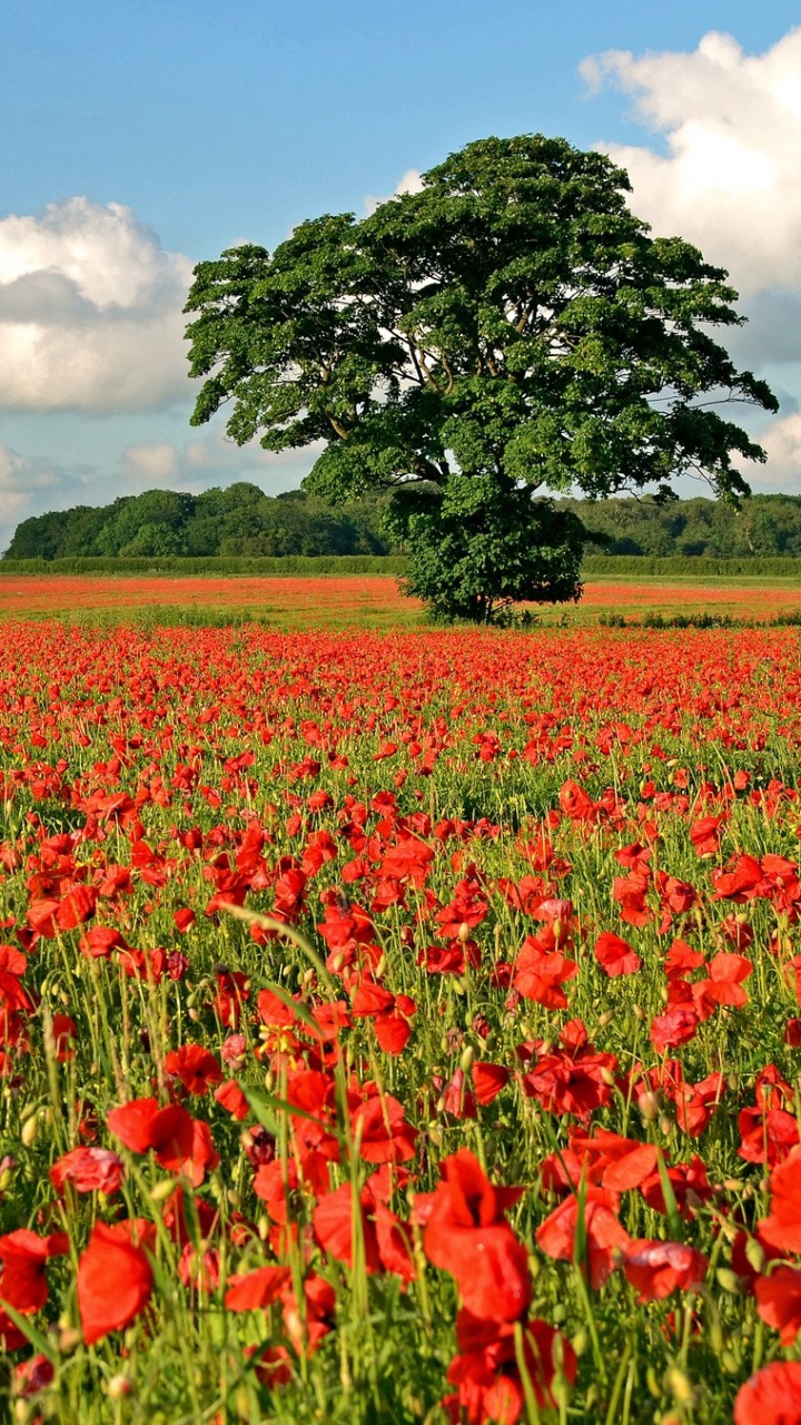 Rotes Tulpenfeld Unter Weißen Wolken Und Blauem Himmel Tagsüber. Wallpaper in 720x1280 Resolution
