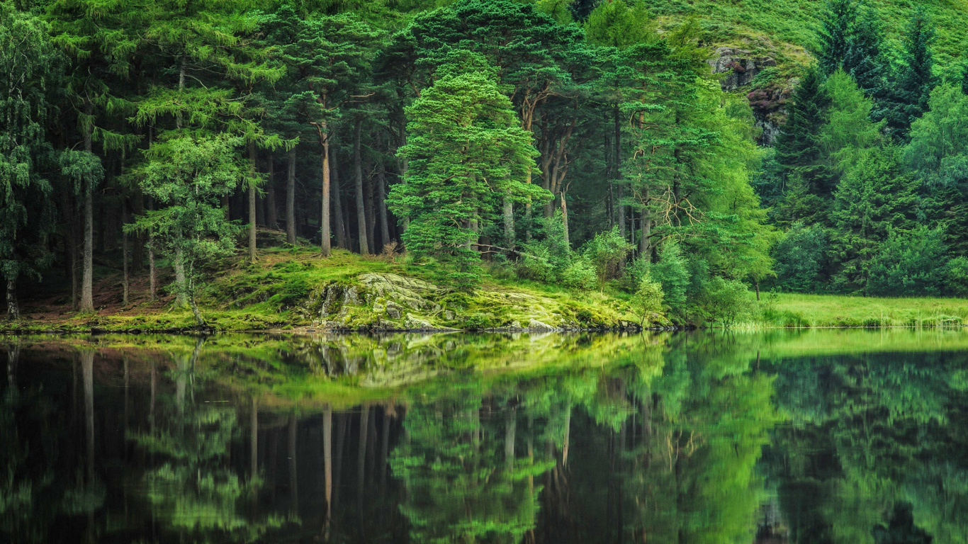 Tagsüber Grüne Bäume Neben Dem Gewässer. Wallpaper in 1366x768 Resolution