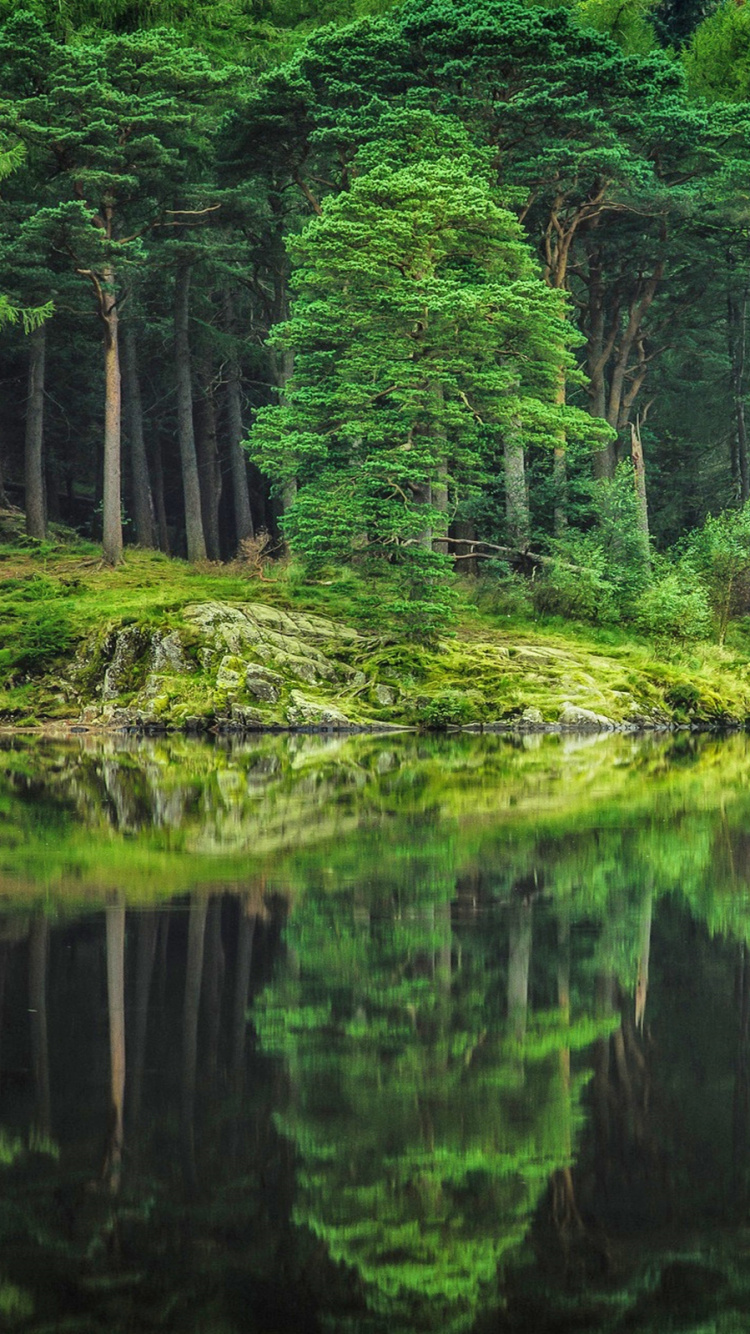 Tagsüber Grüne Bäume Neben Dem Gewässer. Wallpaper in 750x1334 Resolution