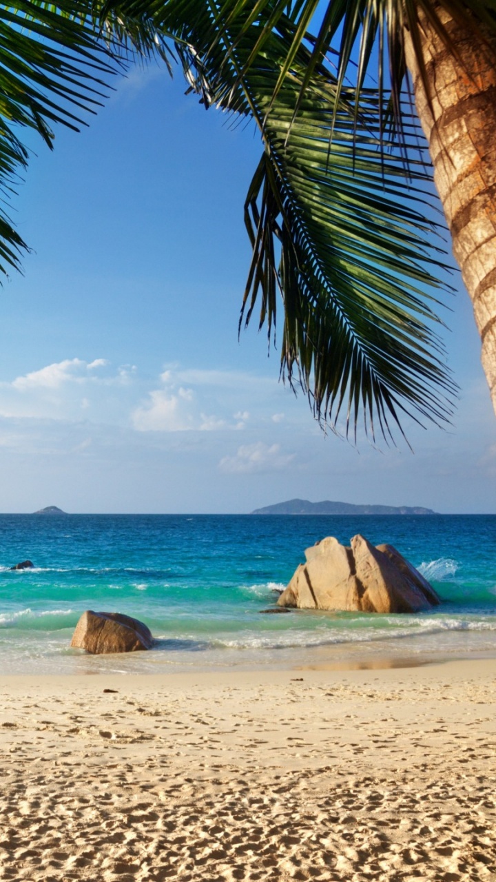 Green Palm Tree on Beach During Daytime. Wallpaper in 720x1280 Resolution