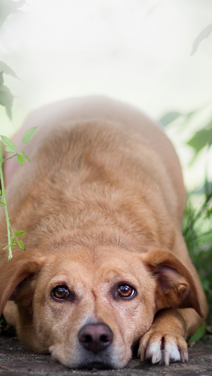Brown Short Coated Dog Lying on Ground During Daytime. Wallpaper in 720x1280 Resolution