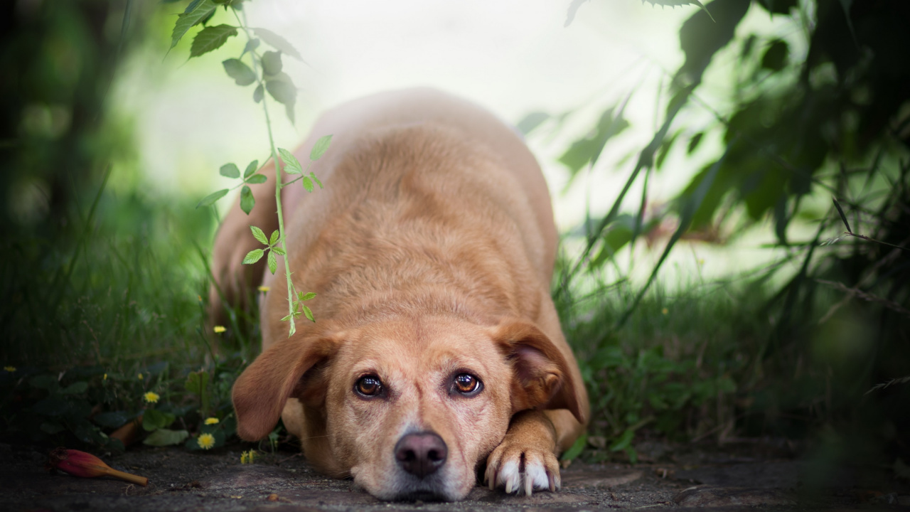 Brauner, Kurzhaariger Hund, Der Tagsüber Auf Dem Boden Liegt. Wallpaper in 1280x720 Resolution
