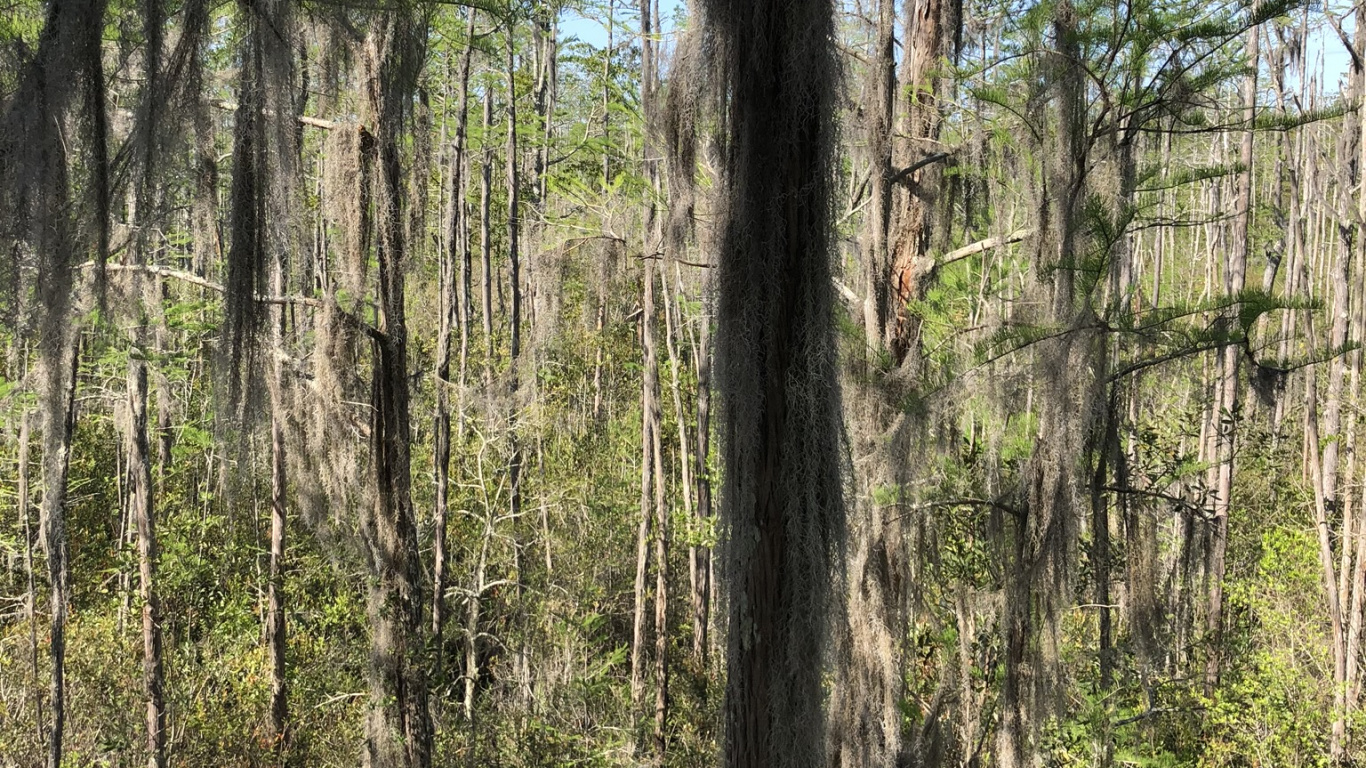 la Reserva Natural De, Cuerpo de Agua, de Hoja Caduca, Naturaleza, la Vegetación. Wallpaper in 1366x768 Resolution