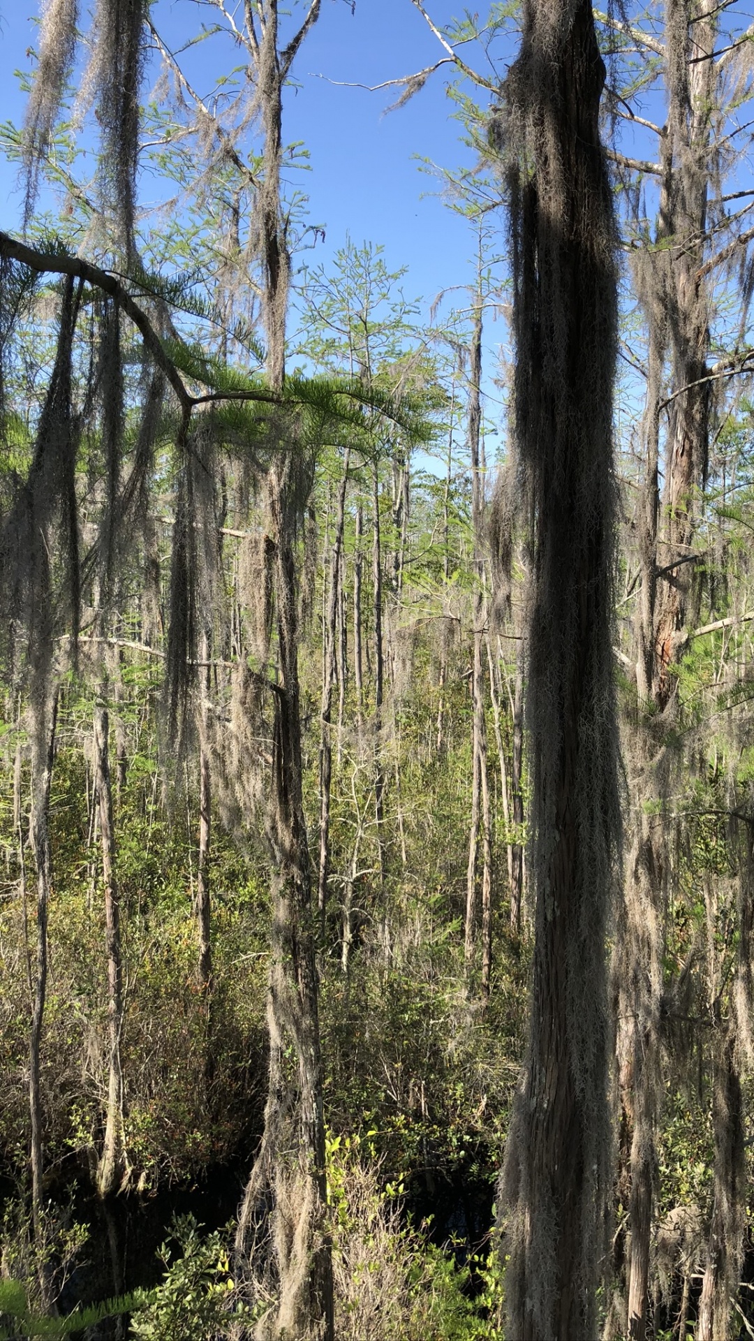 Nature Reserve, Forest, Body of Water, Deciduous, Nature. Wallpaper in 1080x1920 Resolution