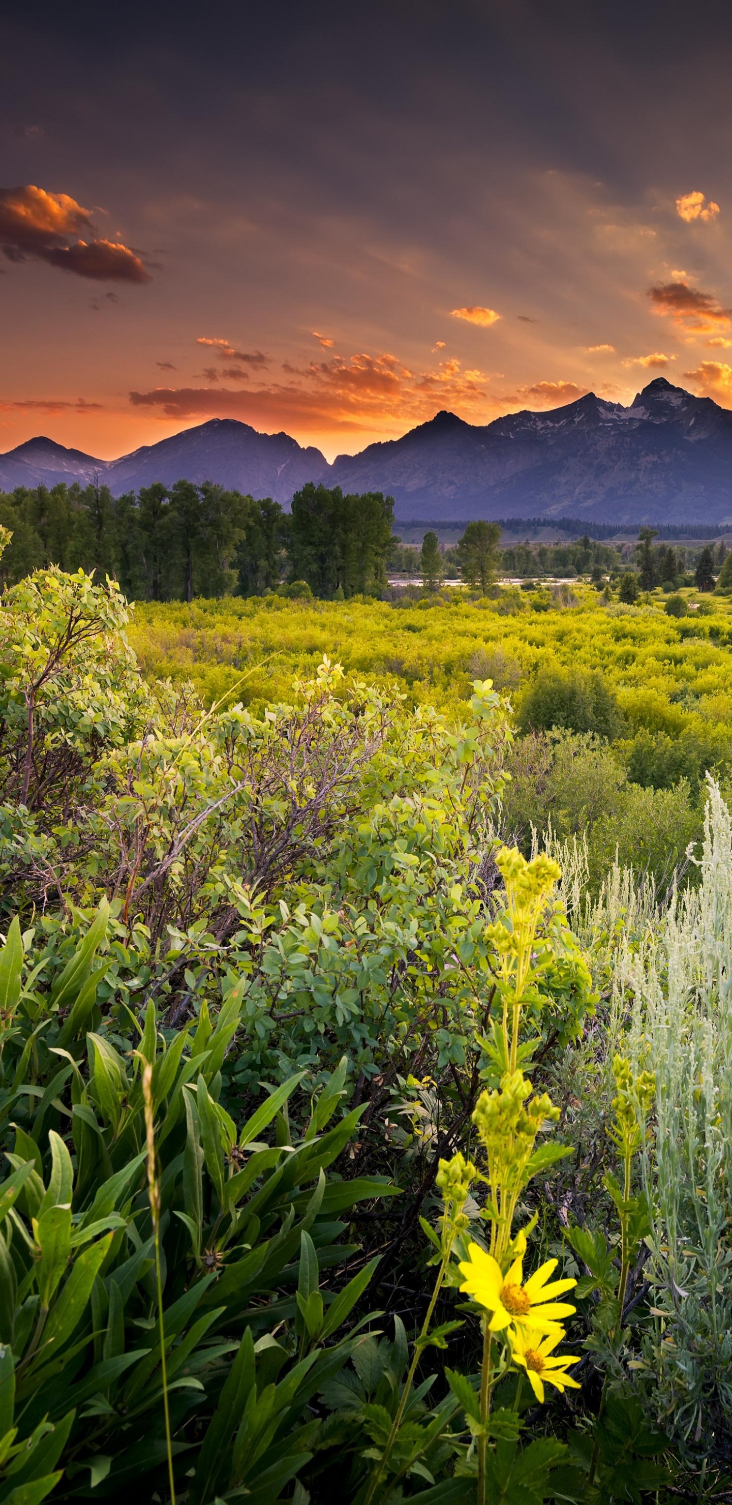 Green Grass Field Near Mountain During Daytime. Wallpaper in 1440x2960 Resolution