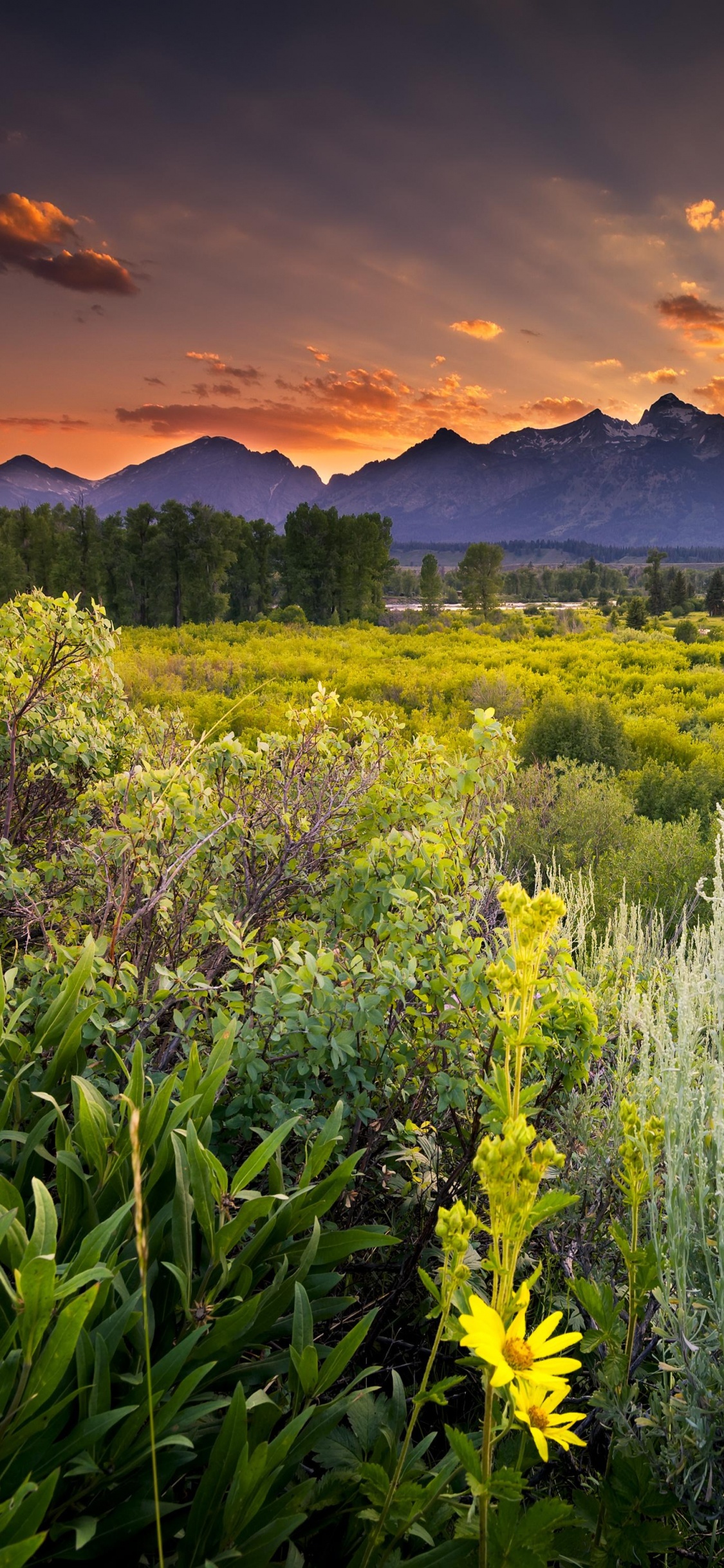 Tagsüber Grüne Wiese in Der Nähe Des Berges. Wallpaper in 1125x2436 Resolution