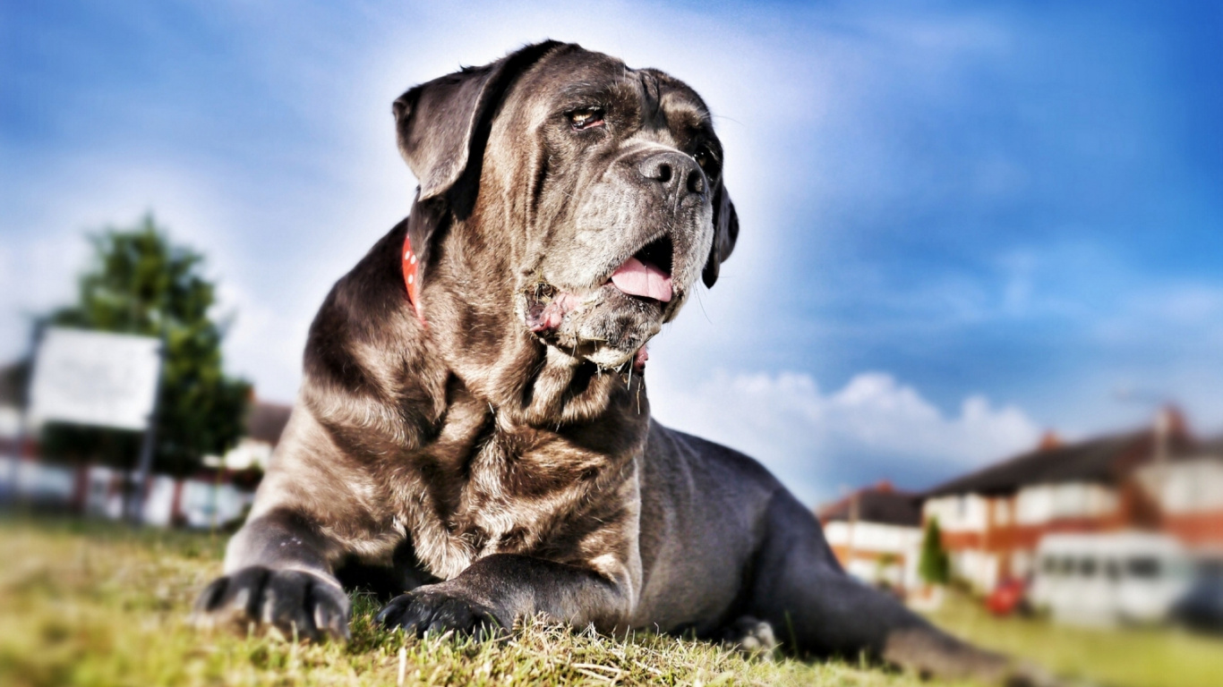 Black Short Coated Dog Lying on Green Grass Field During Daytime. Wallpaper in 1366x768 Resolution