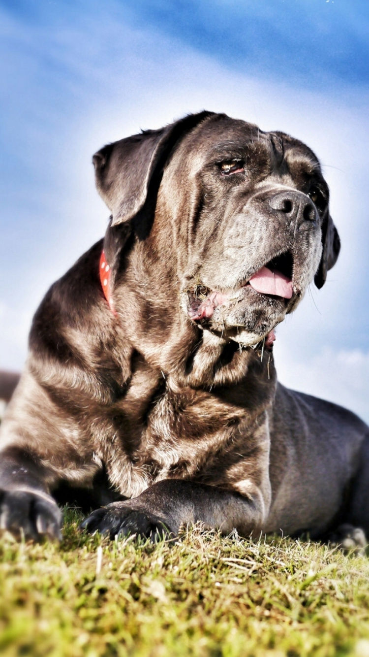 Black Short Coated Dog Lying on Green Grass Field During Daytime. Wallpaper in 750x1334 Resolution