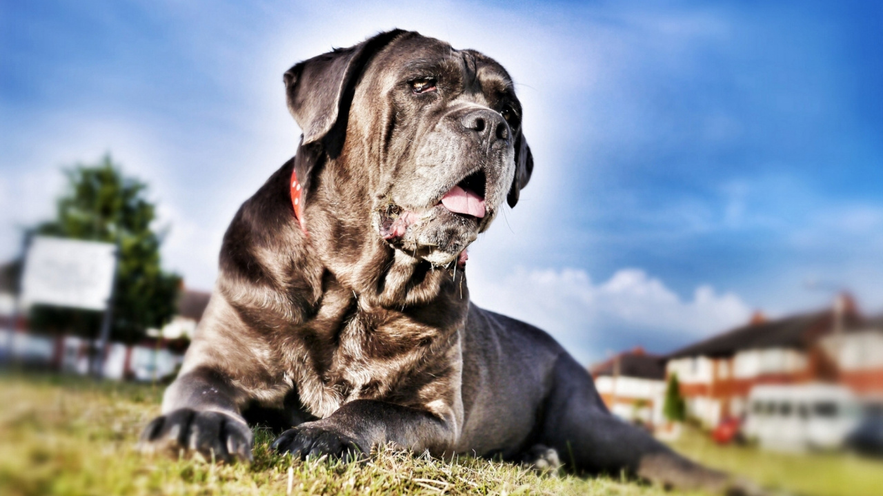 Chien à Poil Court Noir Allongé Sur un Champ D'herbe Verte Pendant la Journée. Wallpaper in 1280x720 Resolution