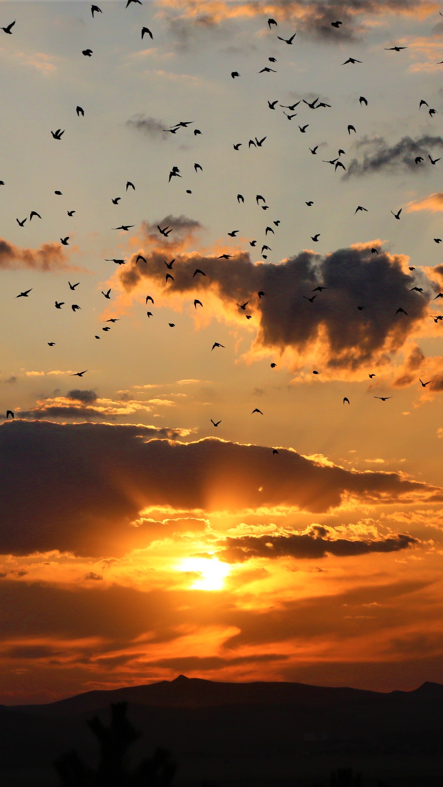 Sonnenuntergang, Cloud, Sonnenaufgang, Afterglow, Horizont. Wallpaper in 1440x2560 Resolution