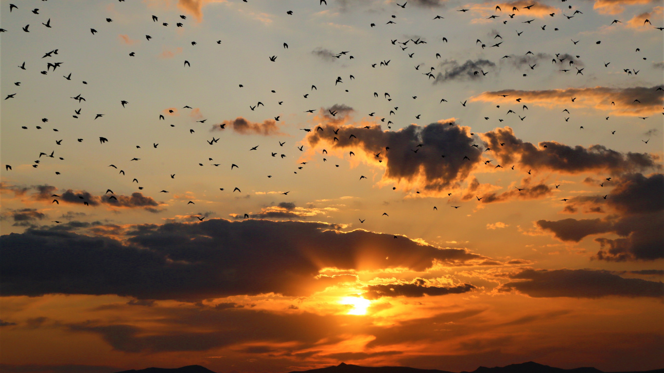 Puesta, Afterglow, Noche, Atardecer, Rebaño. Wallpaper in 1366x768 Resolution