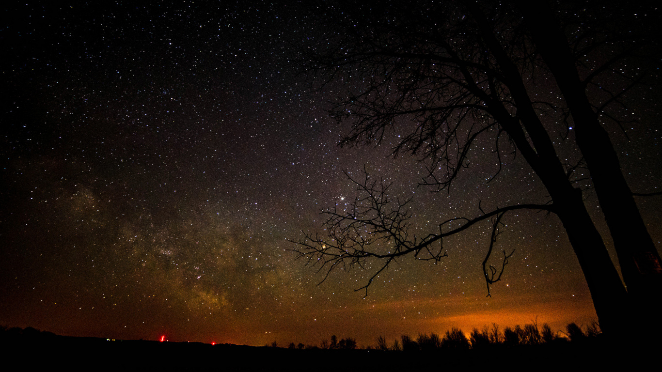 Silhouette of Trees Under Starry Night. Wallpaper in 1366x768 Resolution