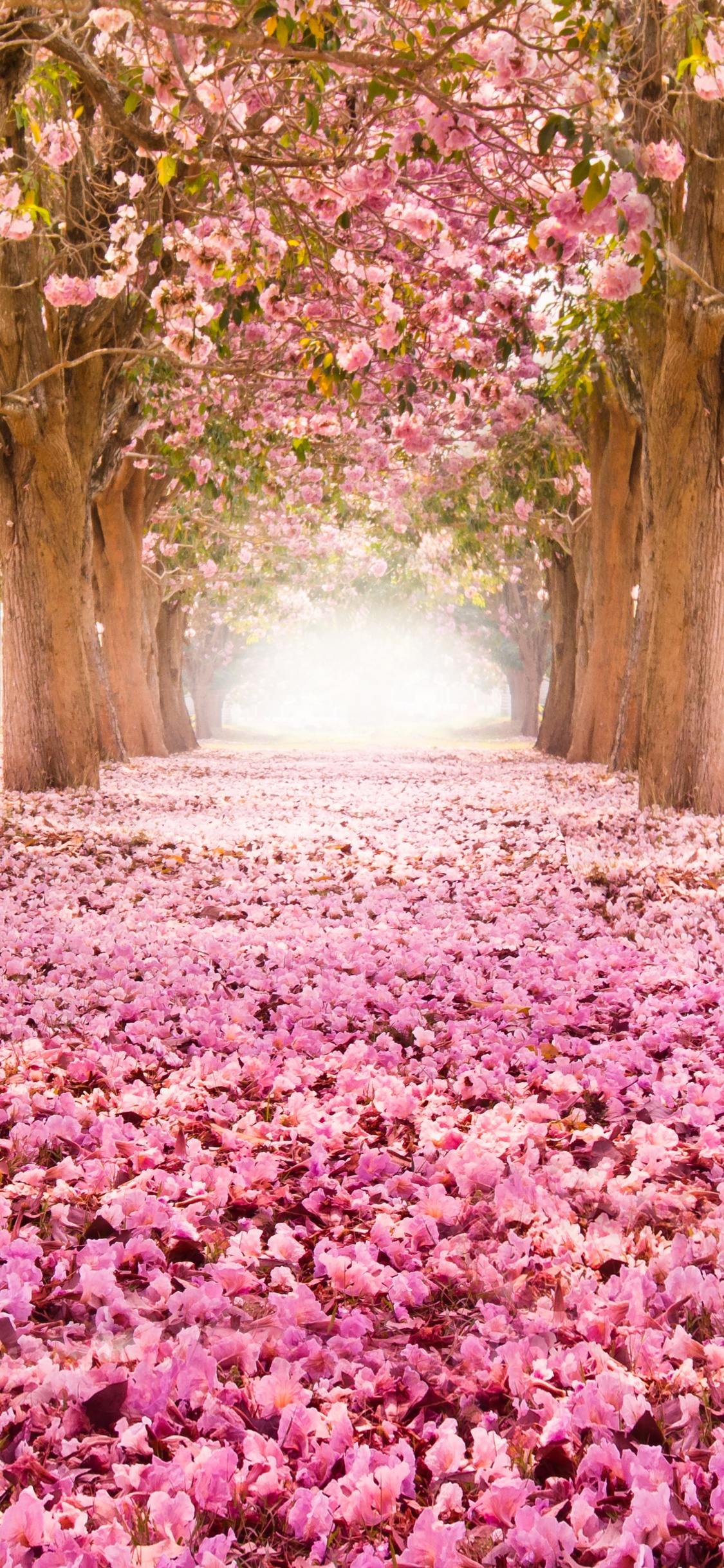 樱花, 性质, 开花, 自然景观, 弹簧 壁纸 1125x2436 允许