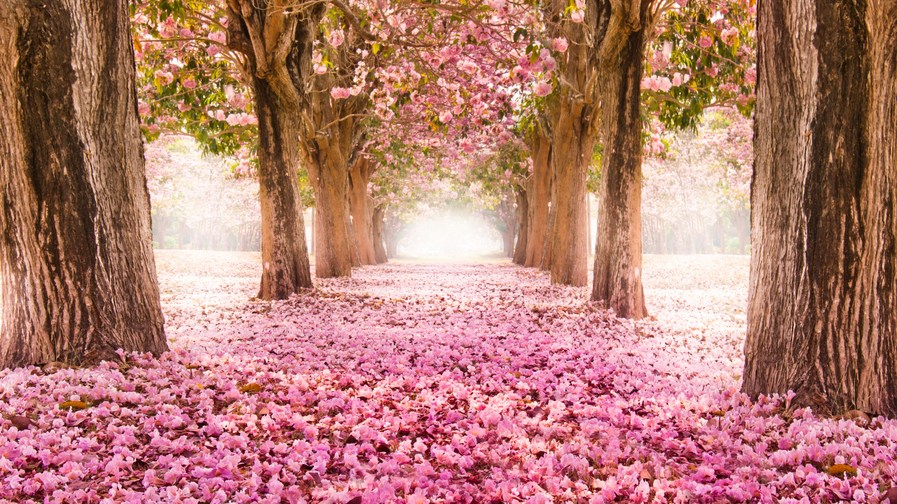 樱花, 性质, 开花, 自然景观, 弹簧 壁纸 1280x720 允许
