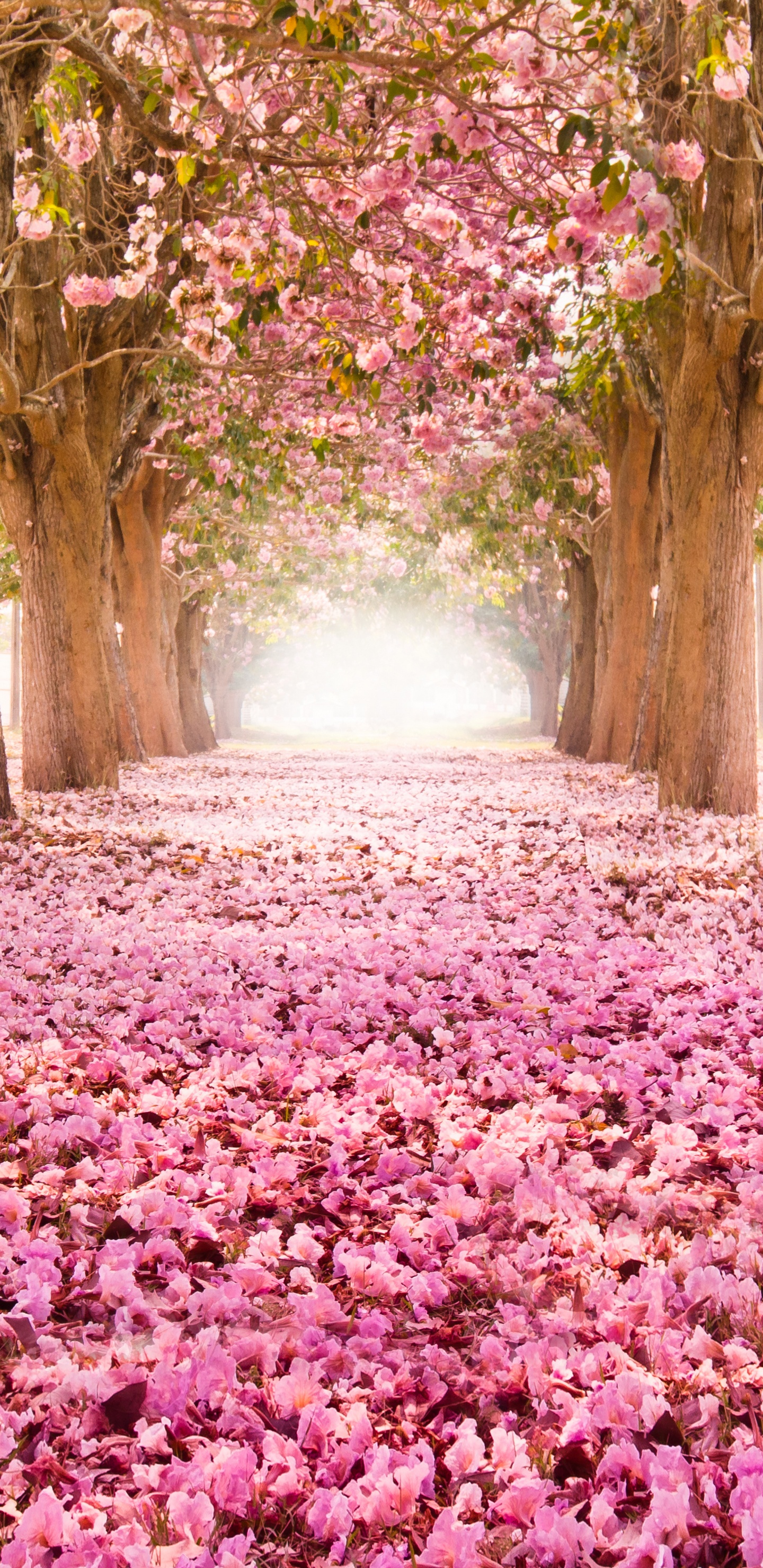 樱花, 性质, 开花, 自然景观, 弹簧 壁纸 1440x2960 允许