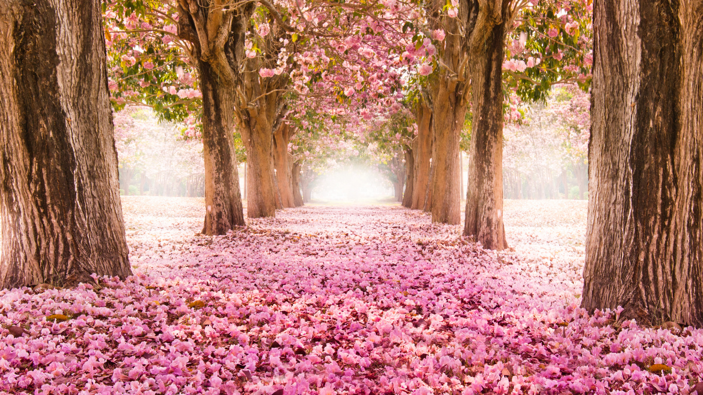 Kirschblüte, Natur, Baum, Naturlandschaft, Frühjahr. Wallpaper in 1366x768 Resolution