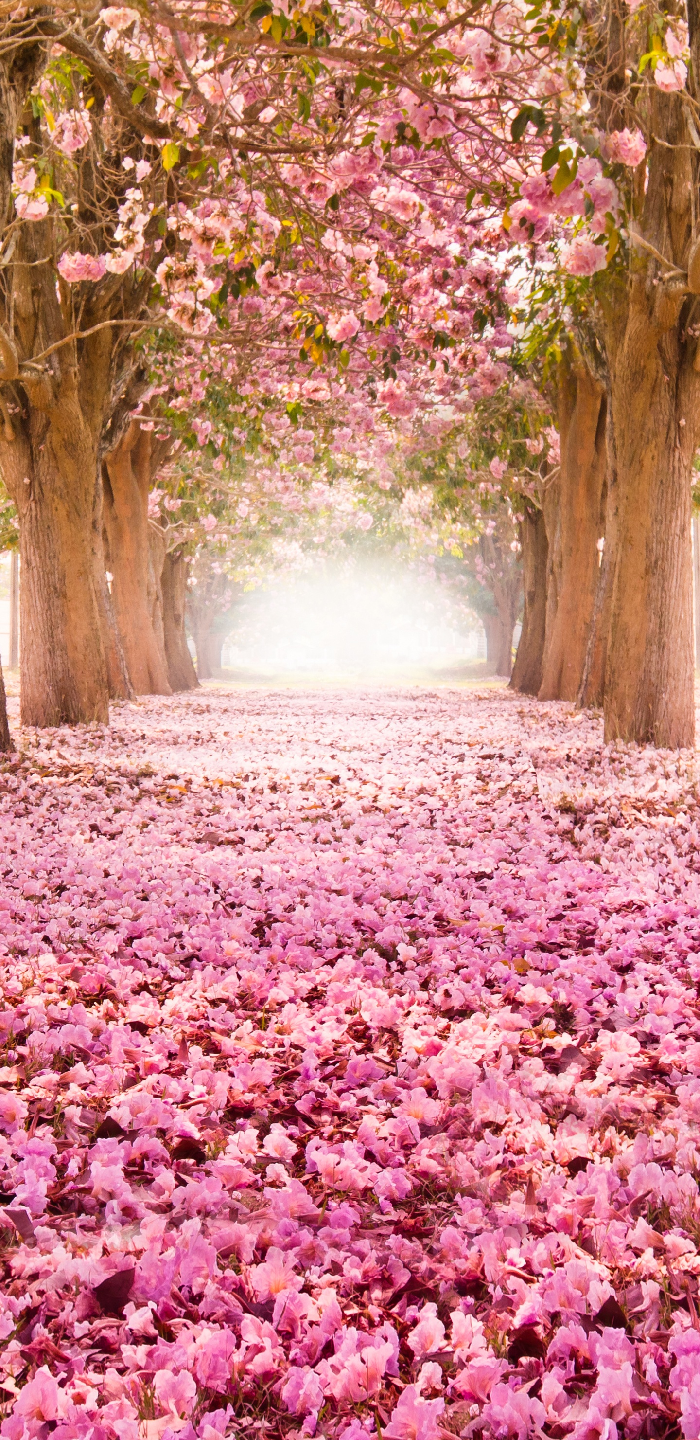 Kirschblüte, Natur, Baum, Naturlandschaft, Frühjahr. Wallpaper in 1440x2960 Resolution