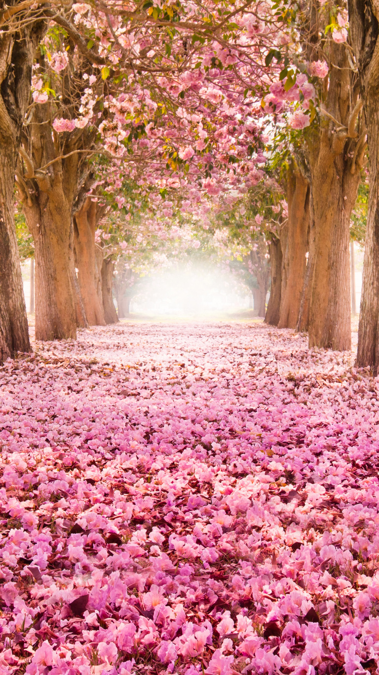 Kirschblüte, Natur, Baum, Naturlandschaft, Frühjahr. Wallpaper in 750x1334 Resolution