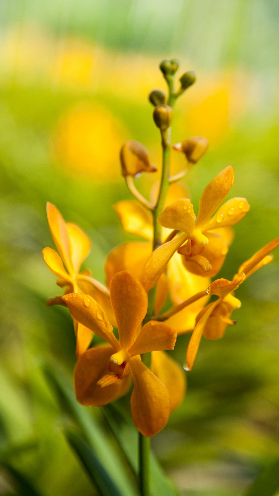 Feuilles Jaunes et Brunes Dans L'objectif à Basculement. Wallpaper in 1080x1920 Resolution