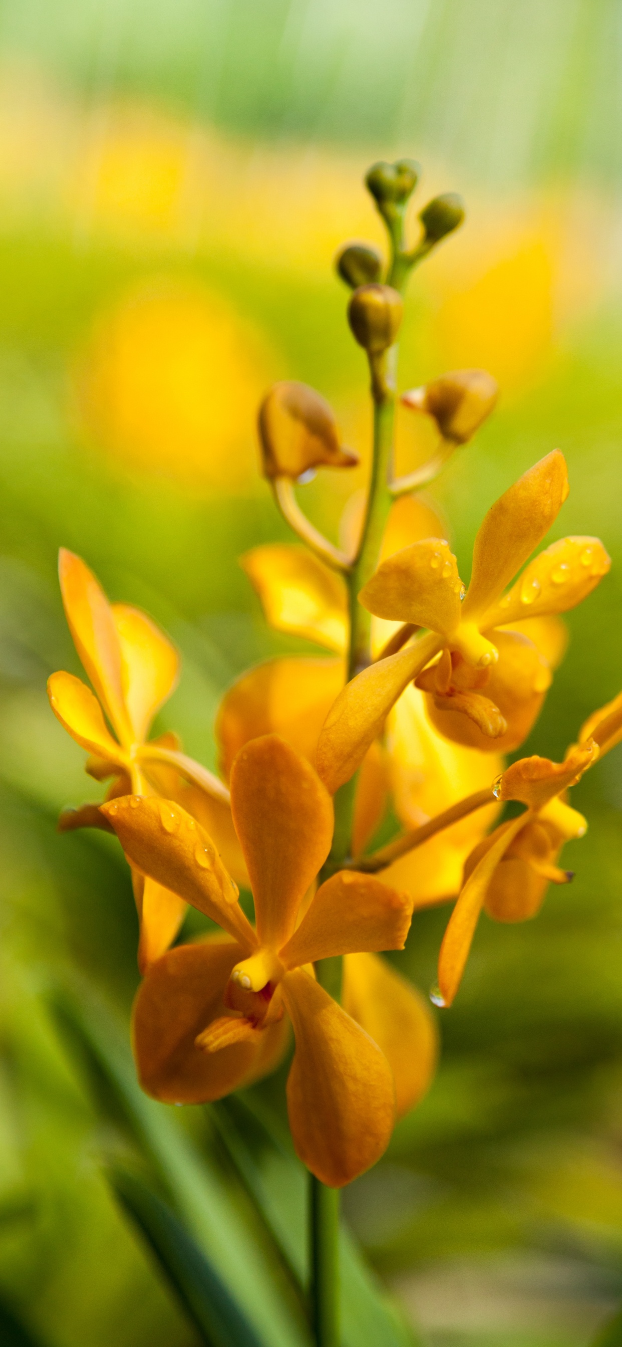 Yellow and Brown Leaves in Tilt Shift Lens. Wallpaper in 1242x2688 Resolution