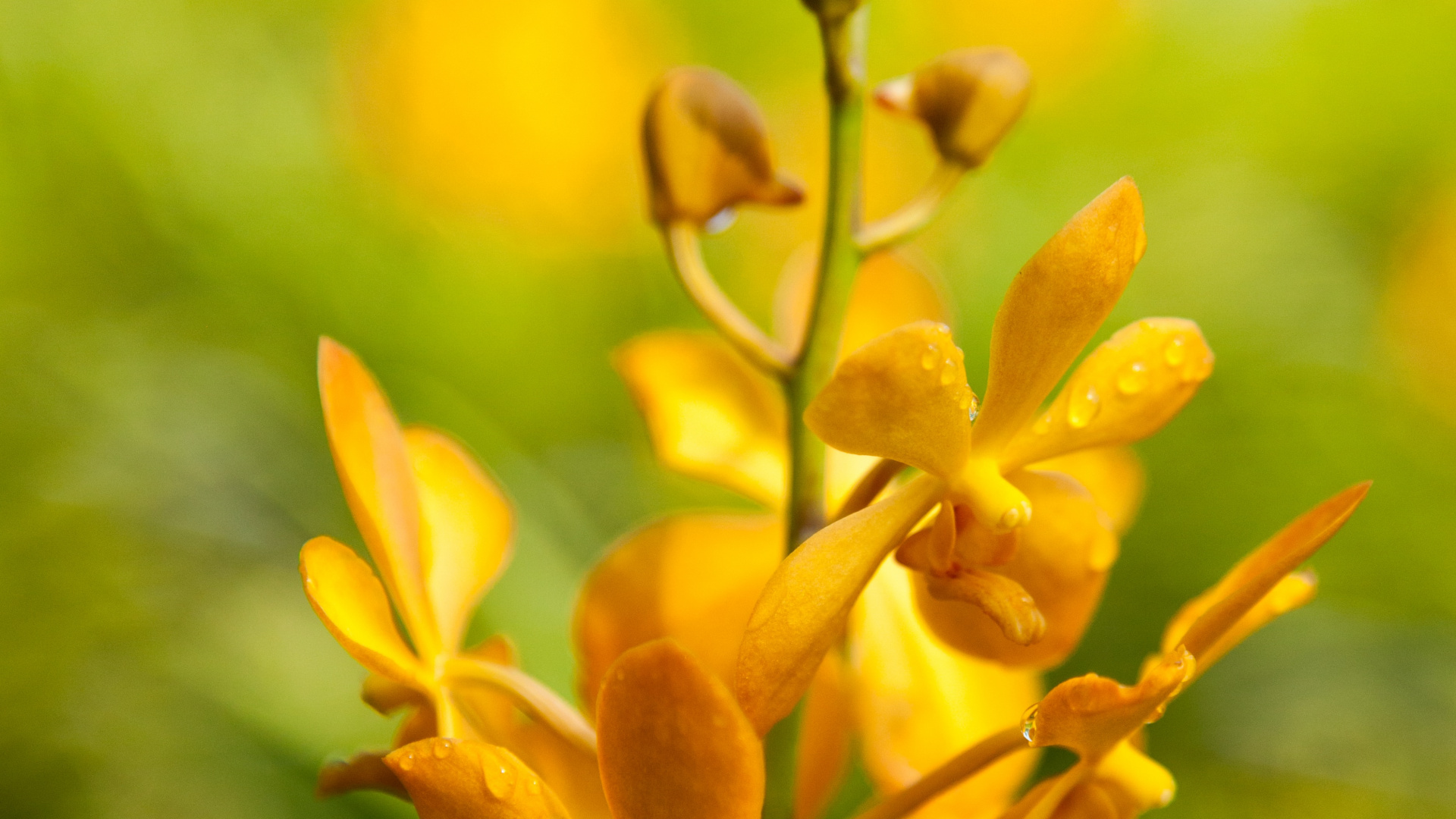 Yellow and Brown Leaves in Tilt Shift Lens. Wallpaper in 1920x1080 Resolution